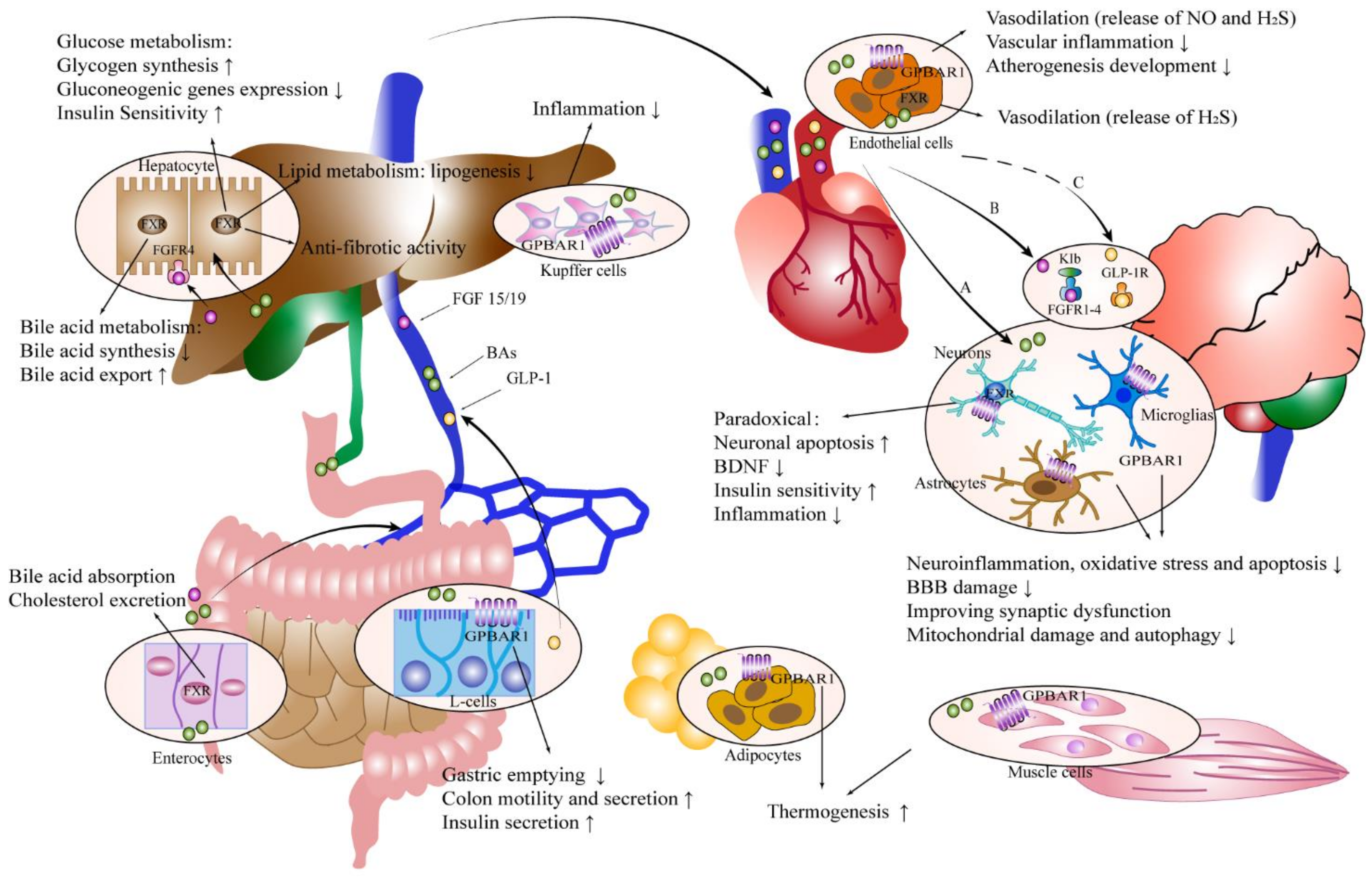Ijms 23 13045 g003 Ijms 23 13045 g003