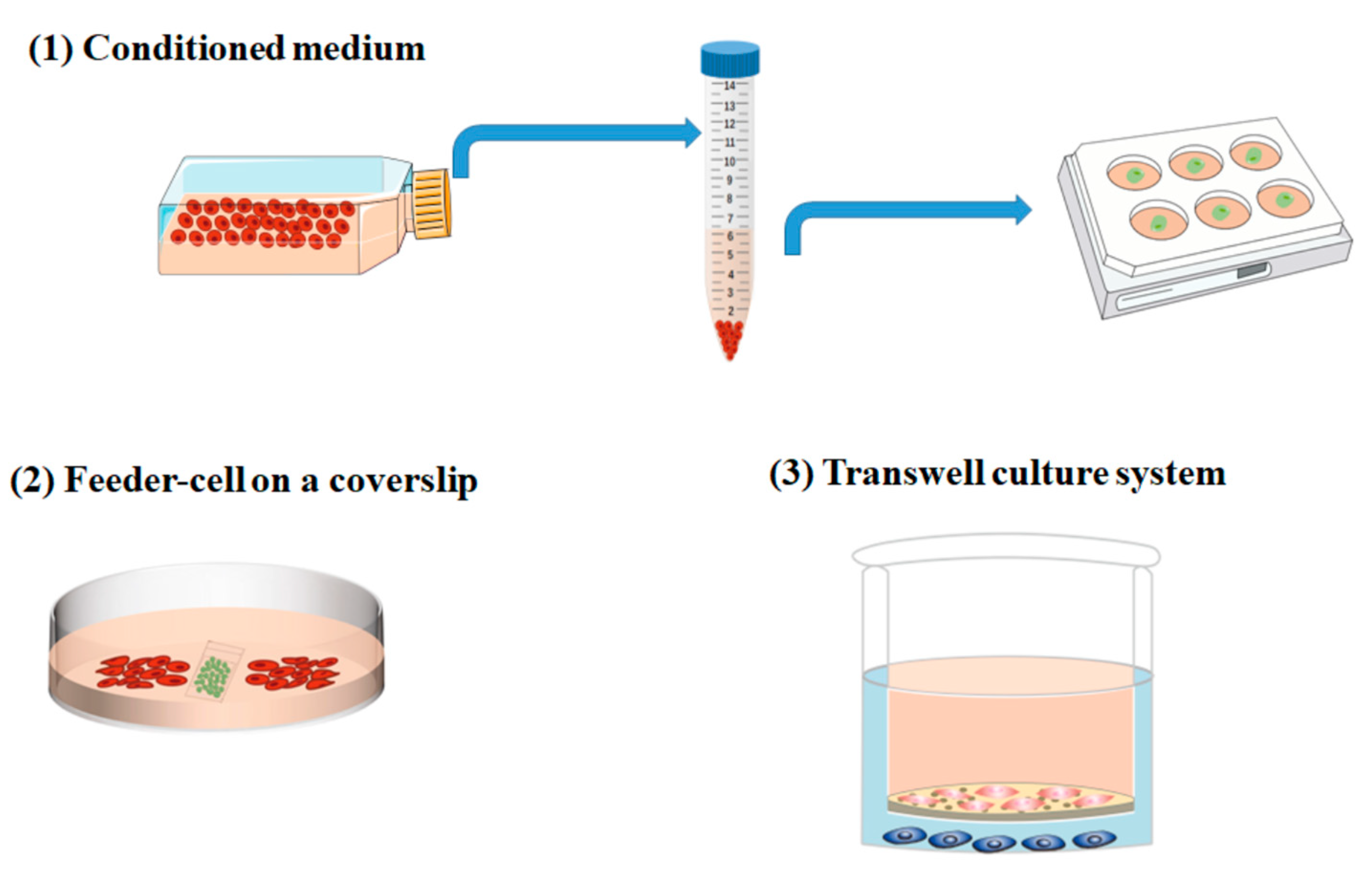 Ijms 23 13116 g001 Ijms 23 13116 g001