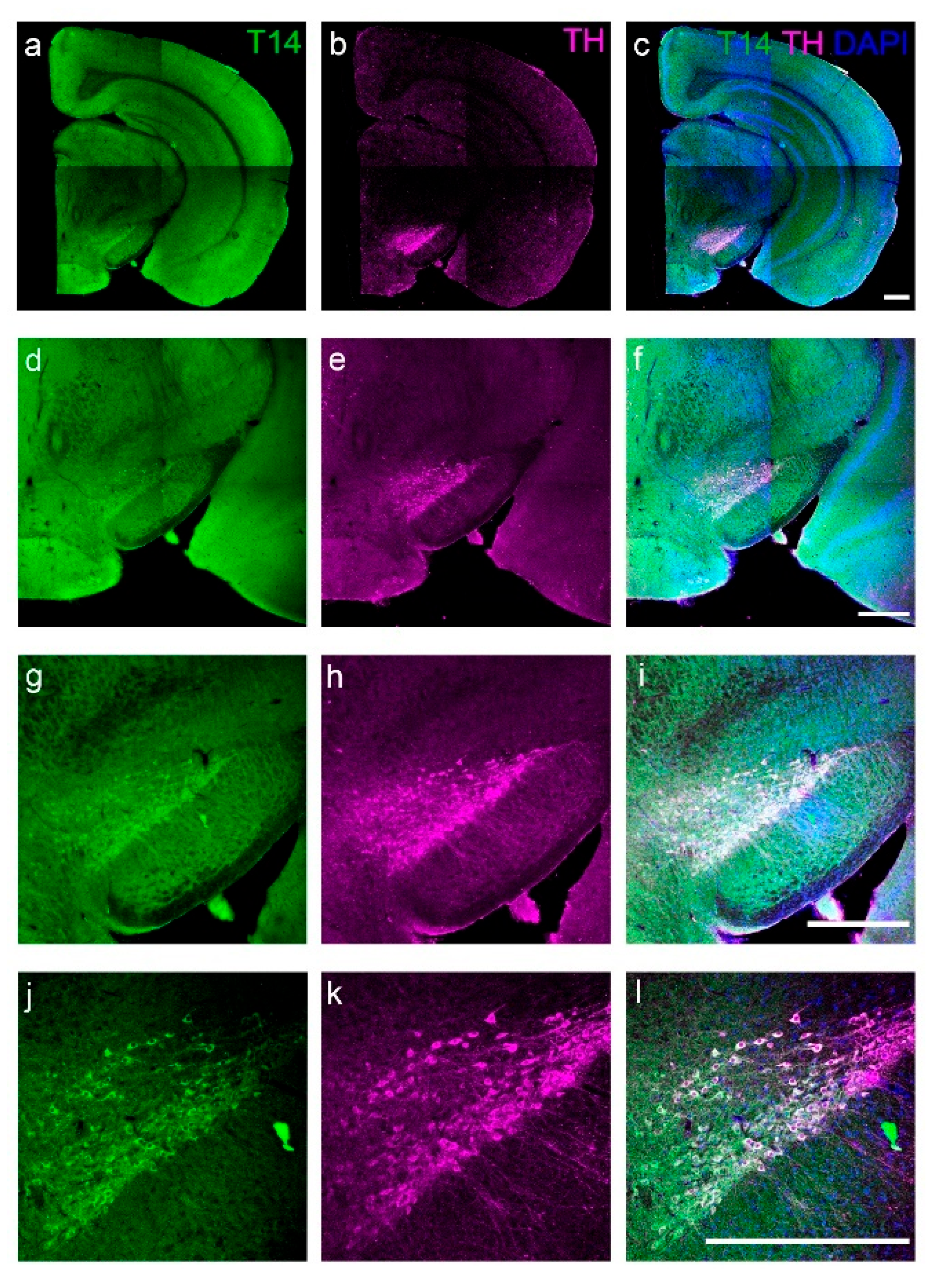 Ijms 23 13119 g001 Ijms 23 13119 g001