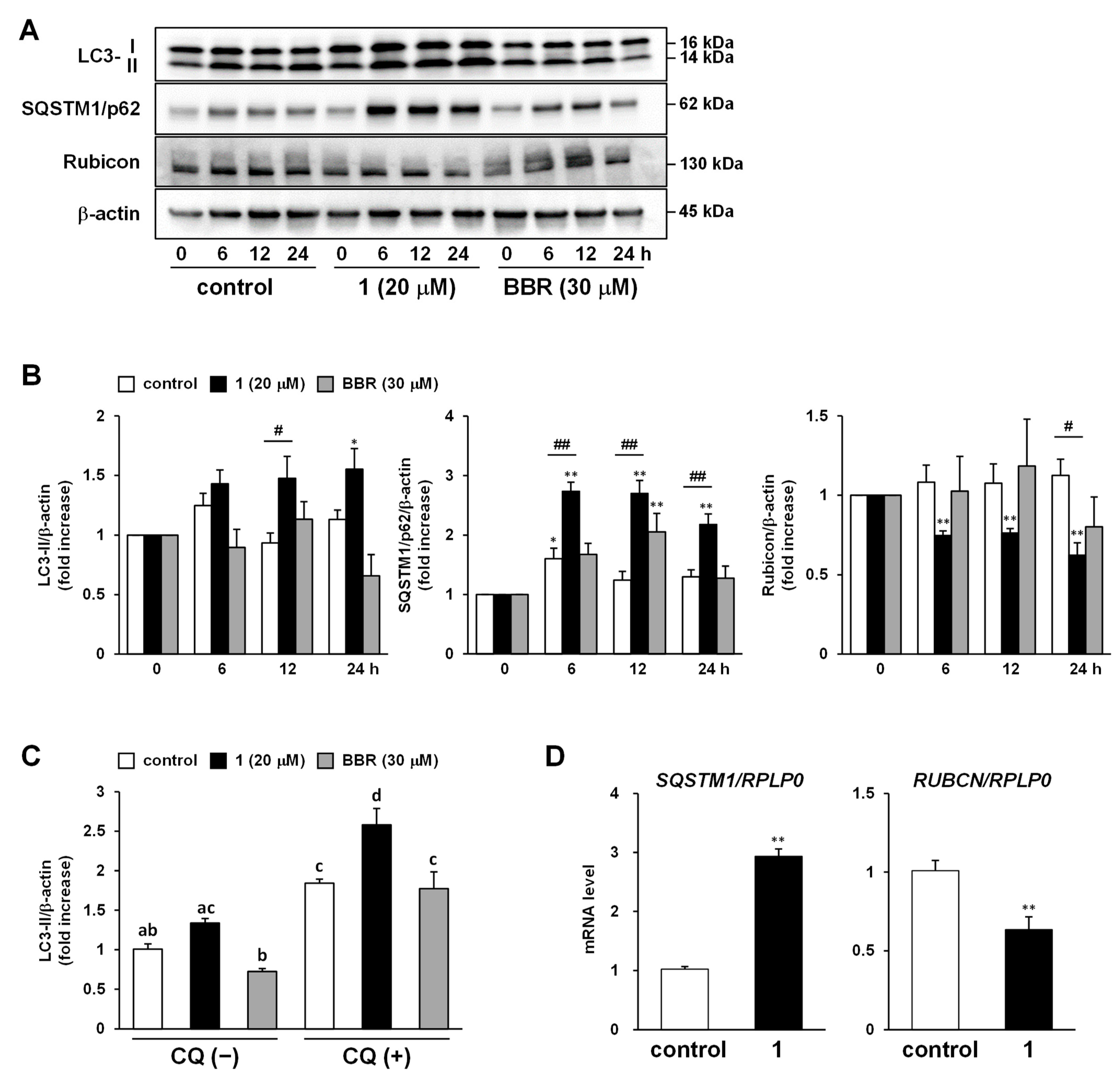 Ijms 23 13141 g005 Ijms 23 13141 g005