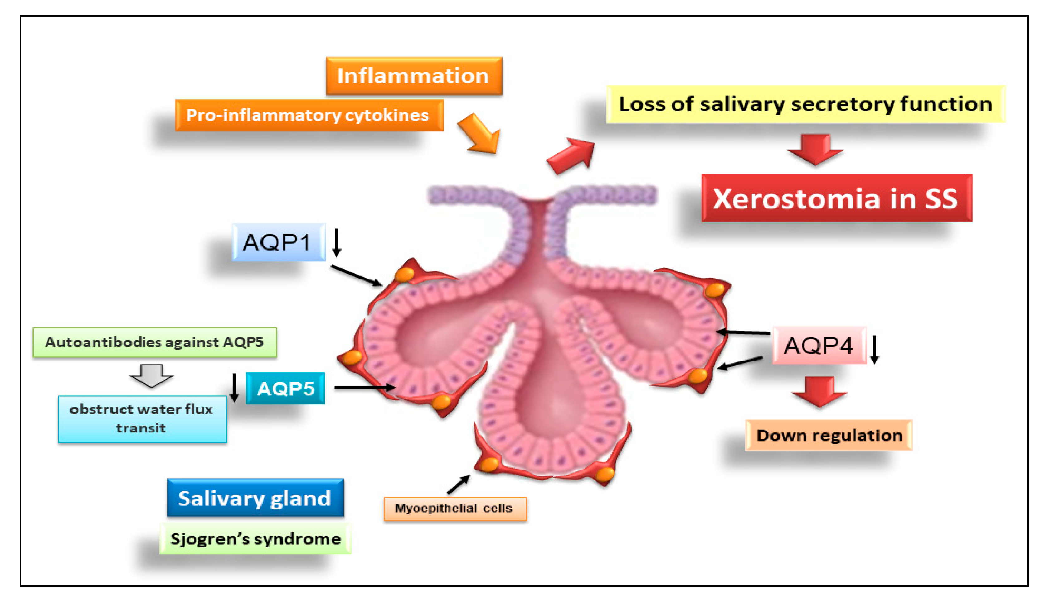 Ijms 23 13229 g004 Ijms 23 13229 g004