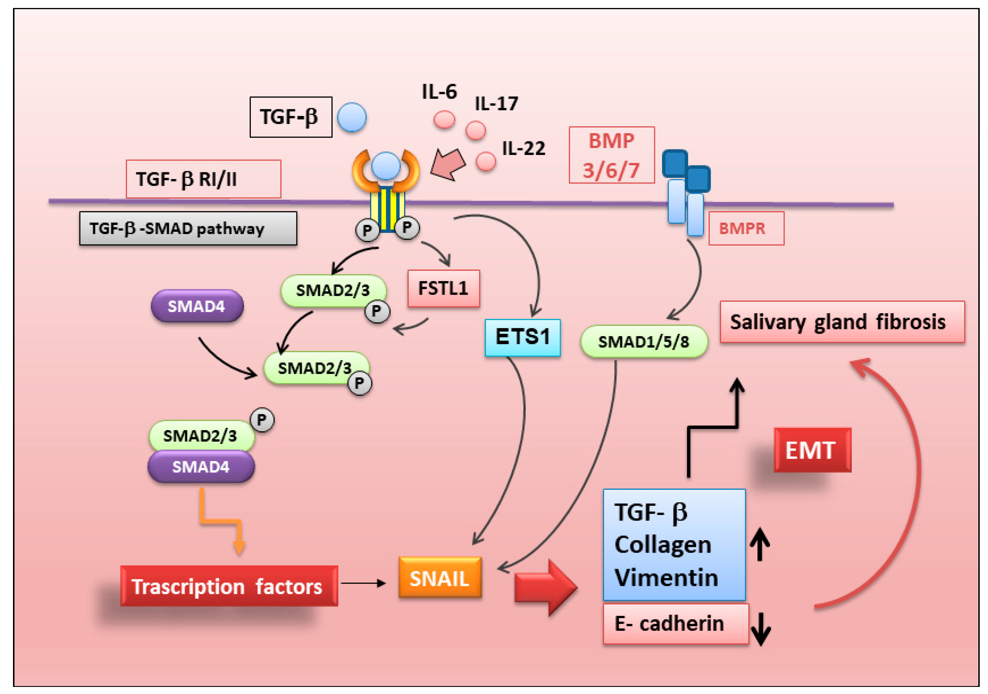 Ijms 23 13229 g005 Ijms 23 13229 g005