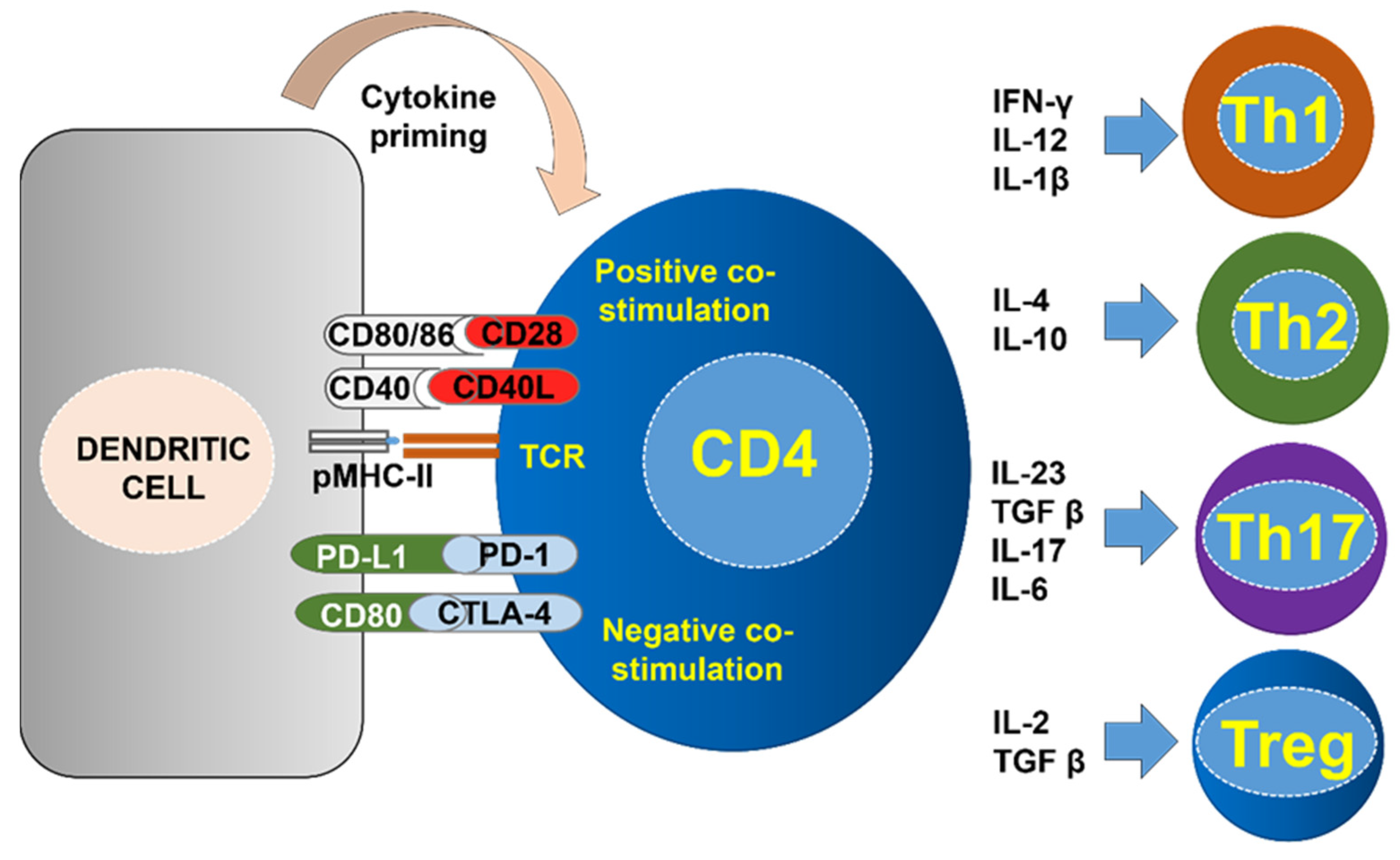 Ijms 23 13241 g002 Ijms 23 13241 g002