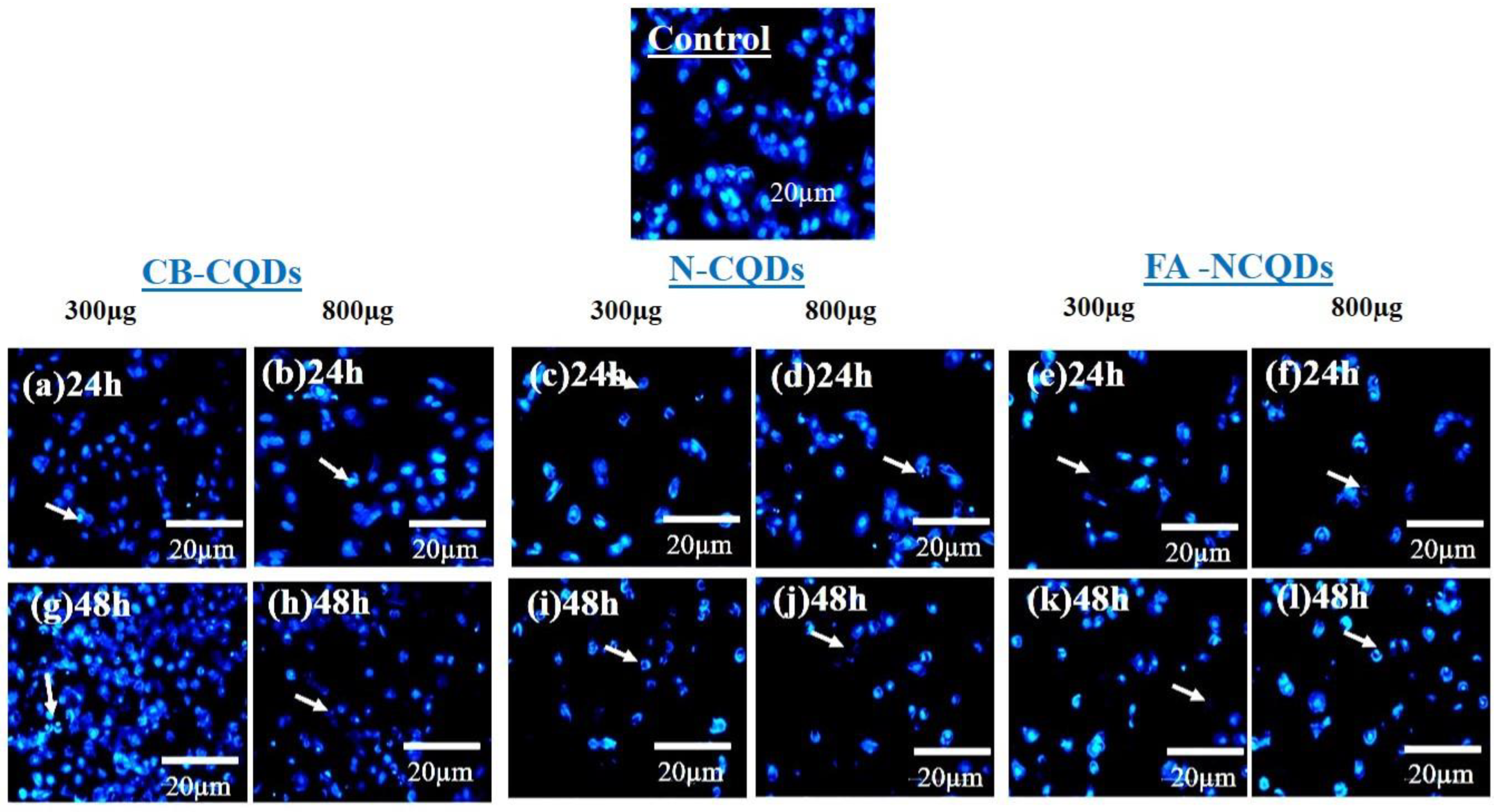 Ijms 23 13283 g010 Ijms 23 13283 g010