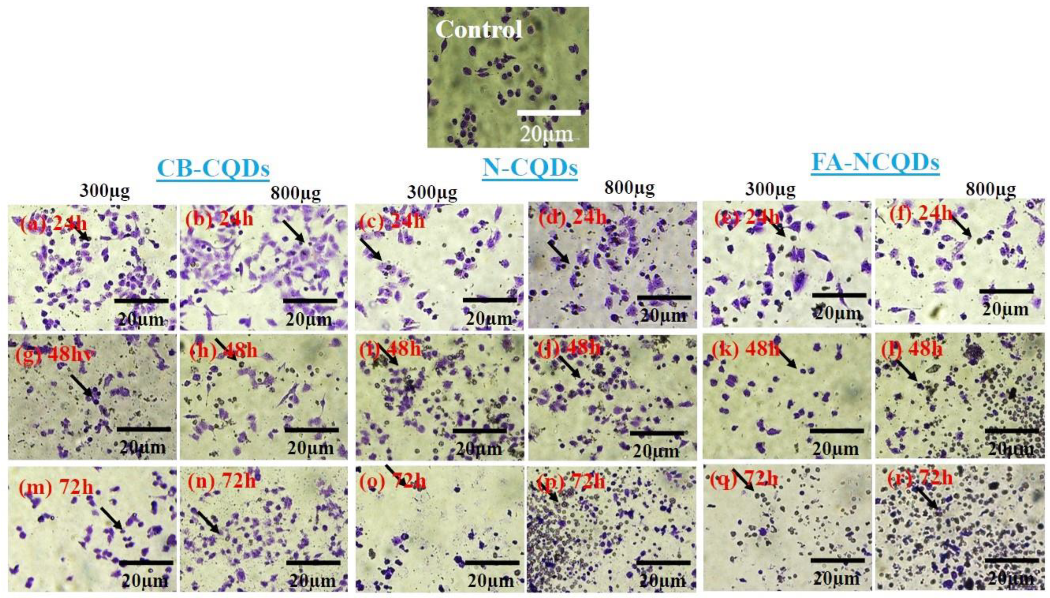 Ijms 23 13283 g012 Ijms 23 13283 g012