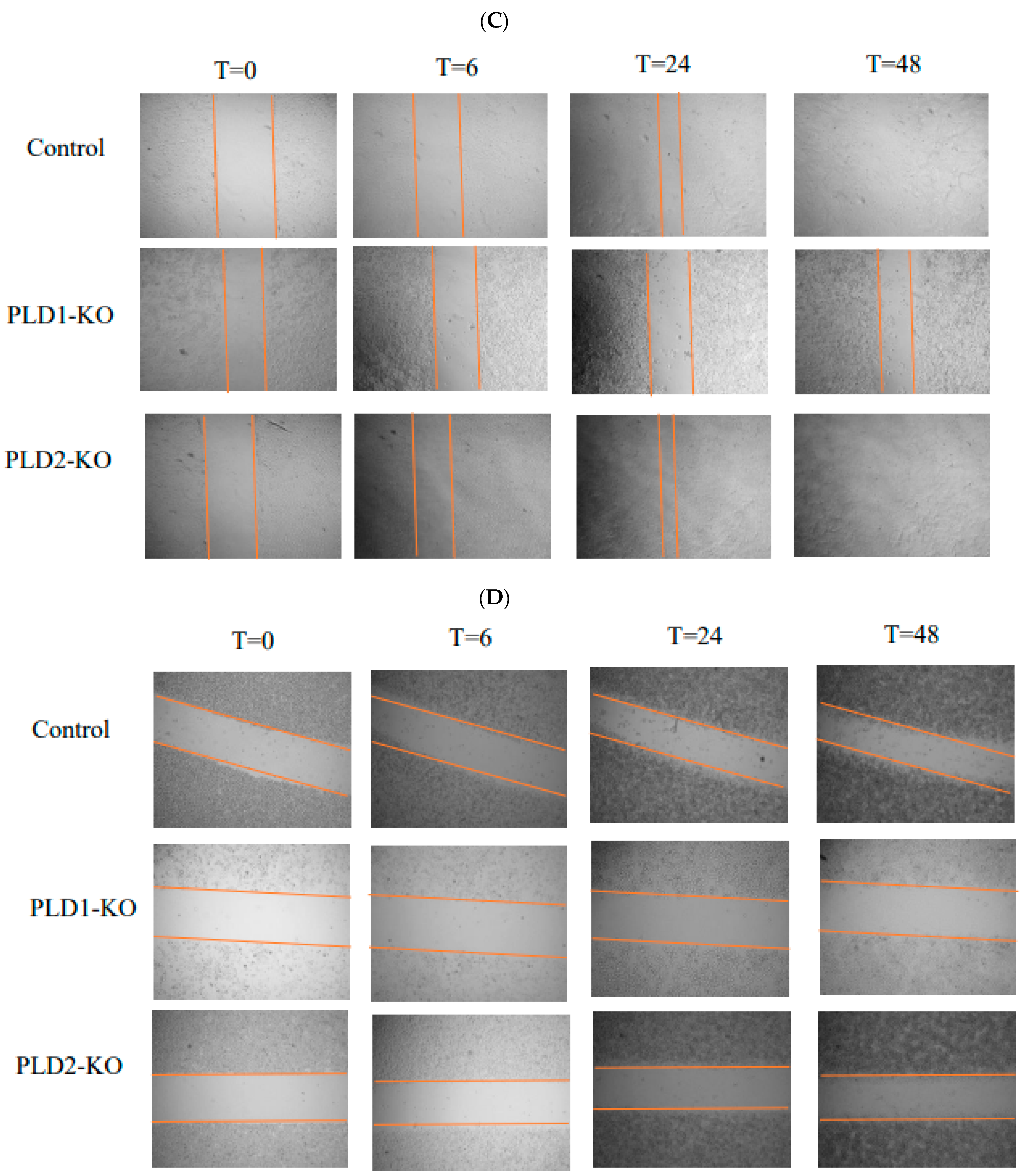 Ijms 23 13286 g003b Ijms 23 13286 g003b