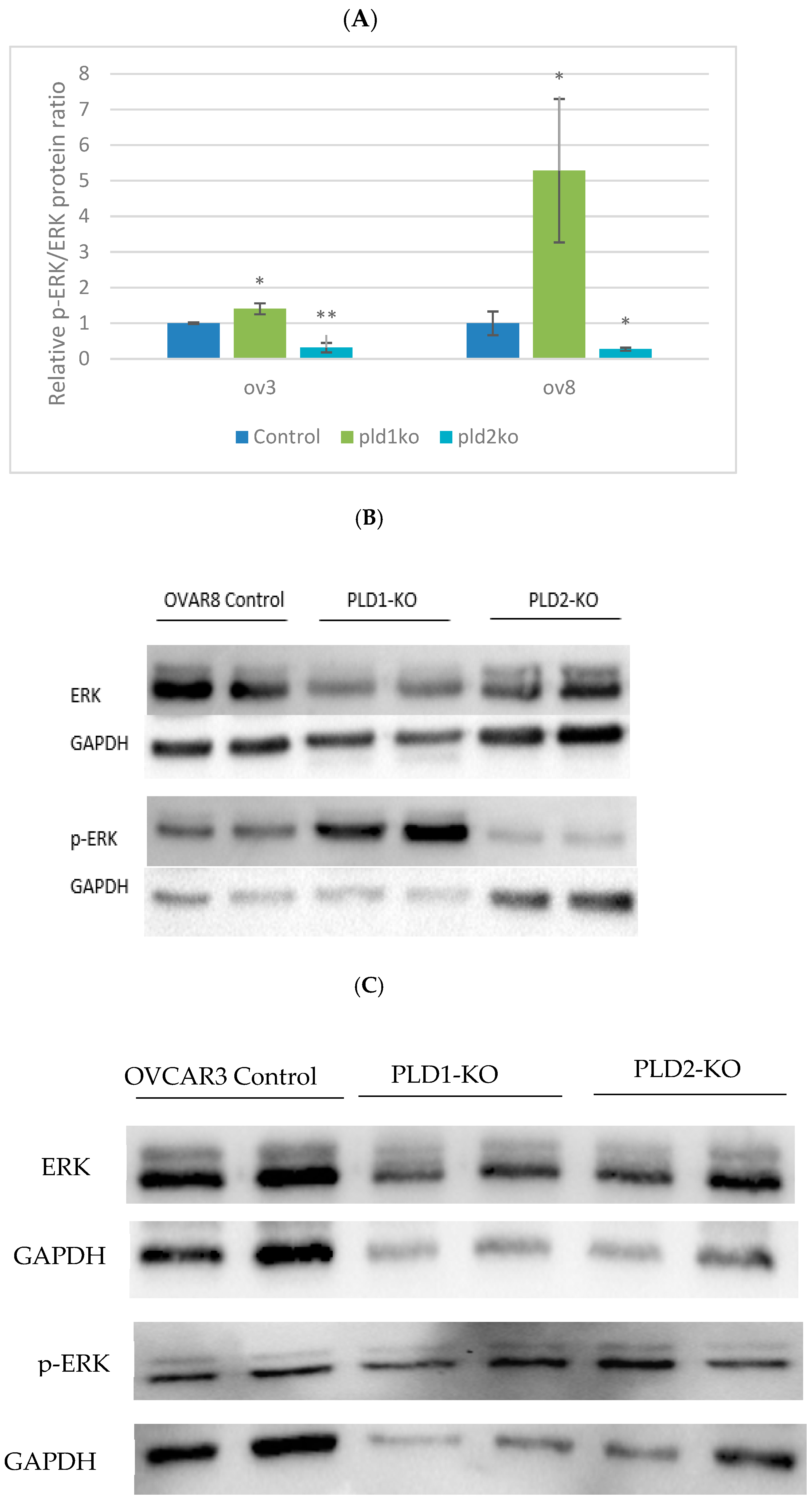 Ijms 23 13286 g006 Ijms 23 13286 g006