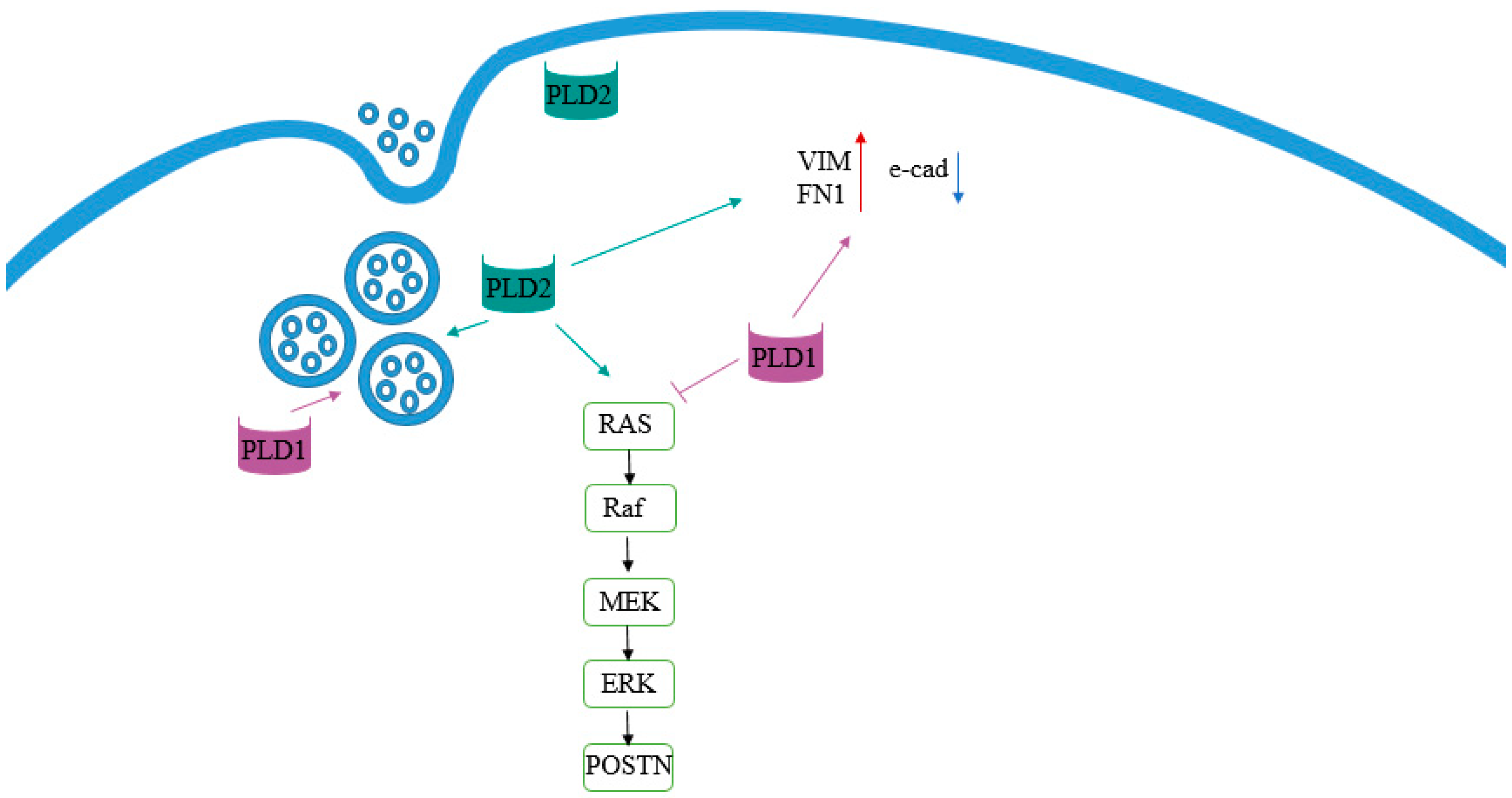 Ijms 23 13286 g008 Ijms 23 13286 g008