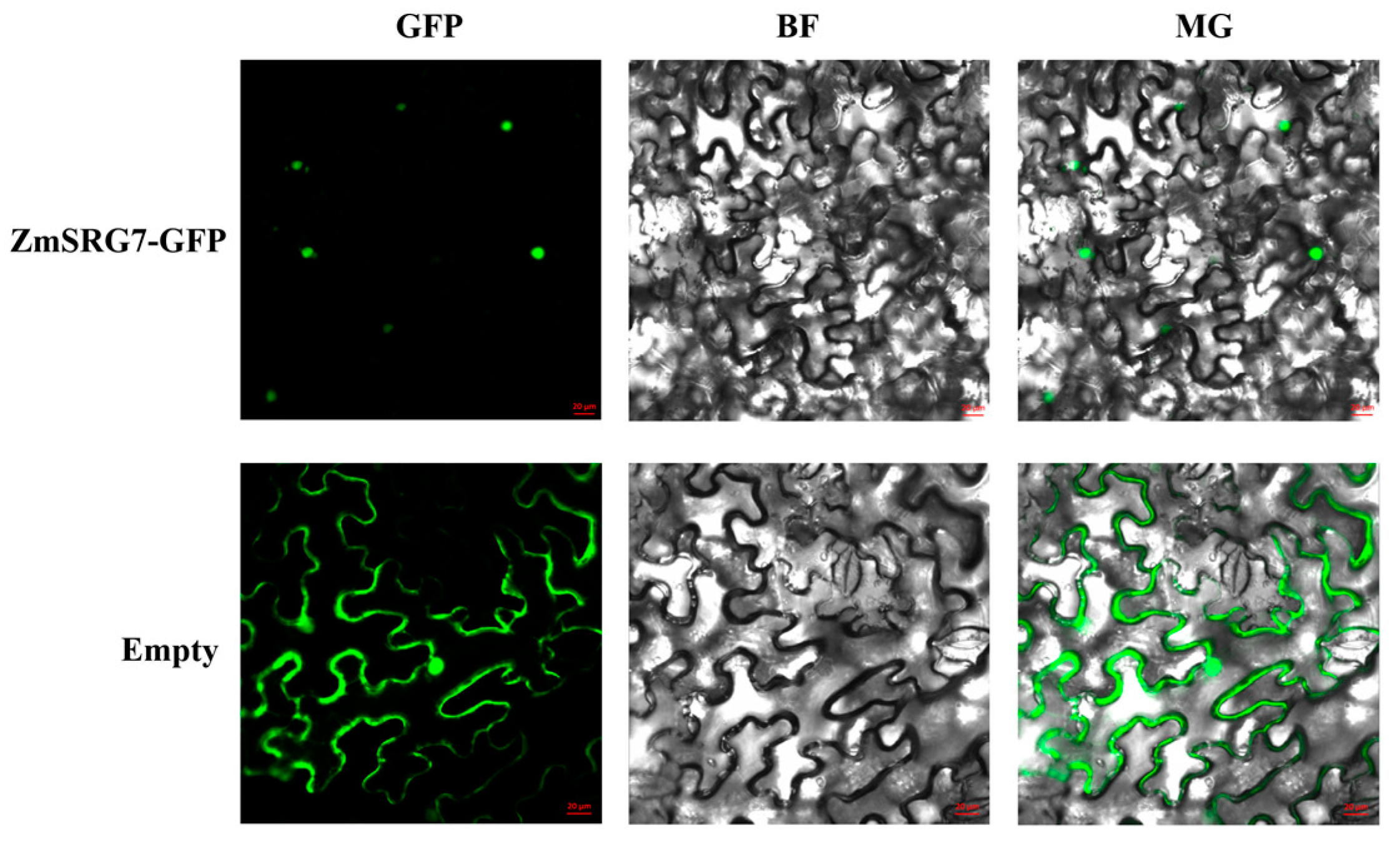 Ijms 23 13349 g002 Ijms 23 13349 g002