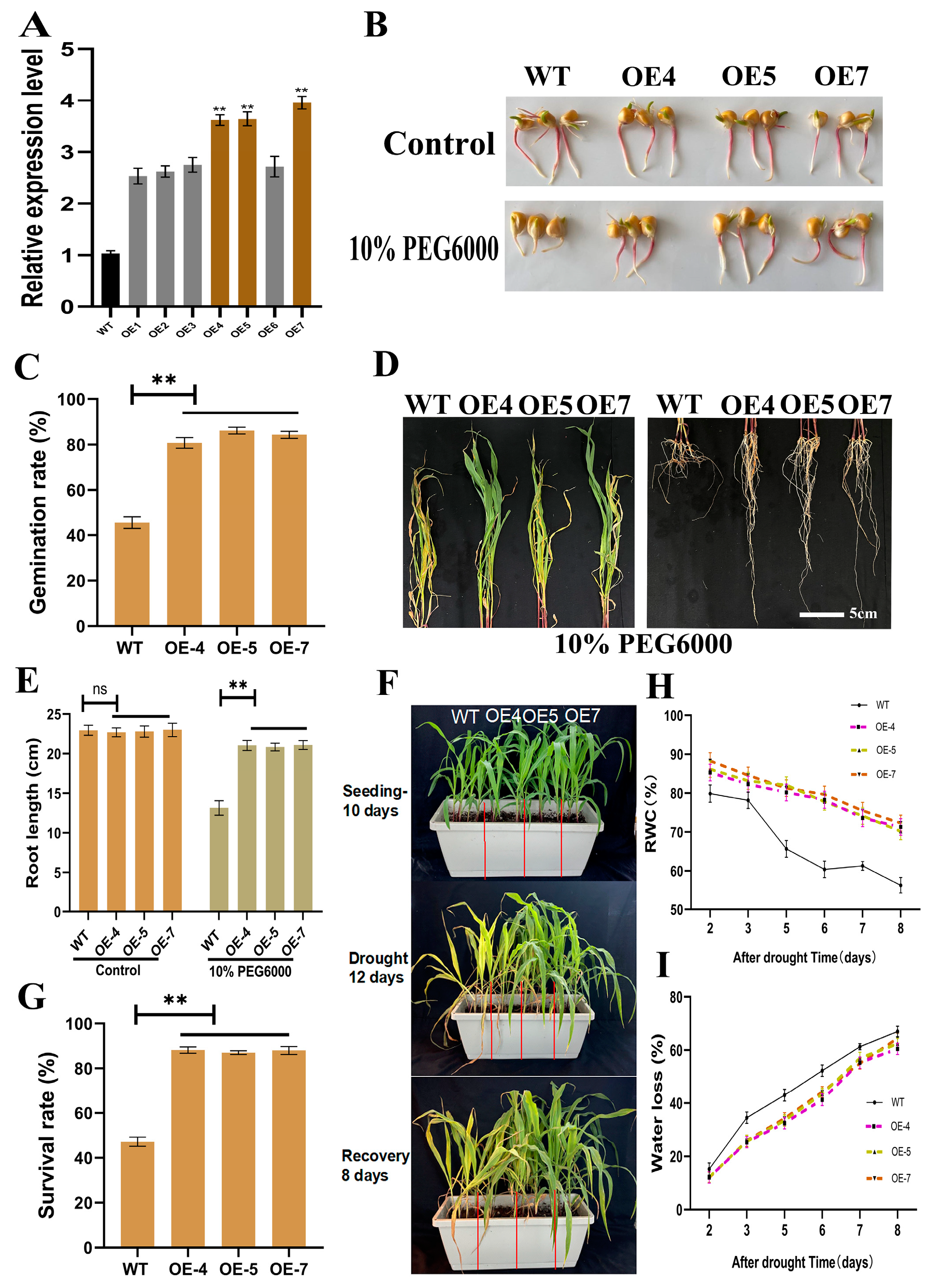 Ijms 23 13349 g003 Ijms 23 13349 g003