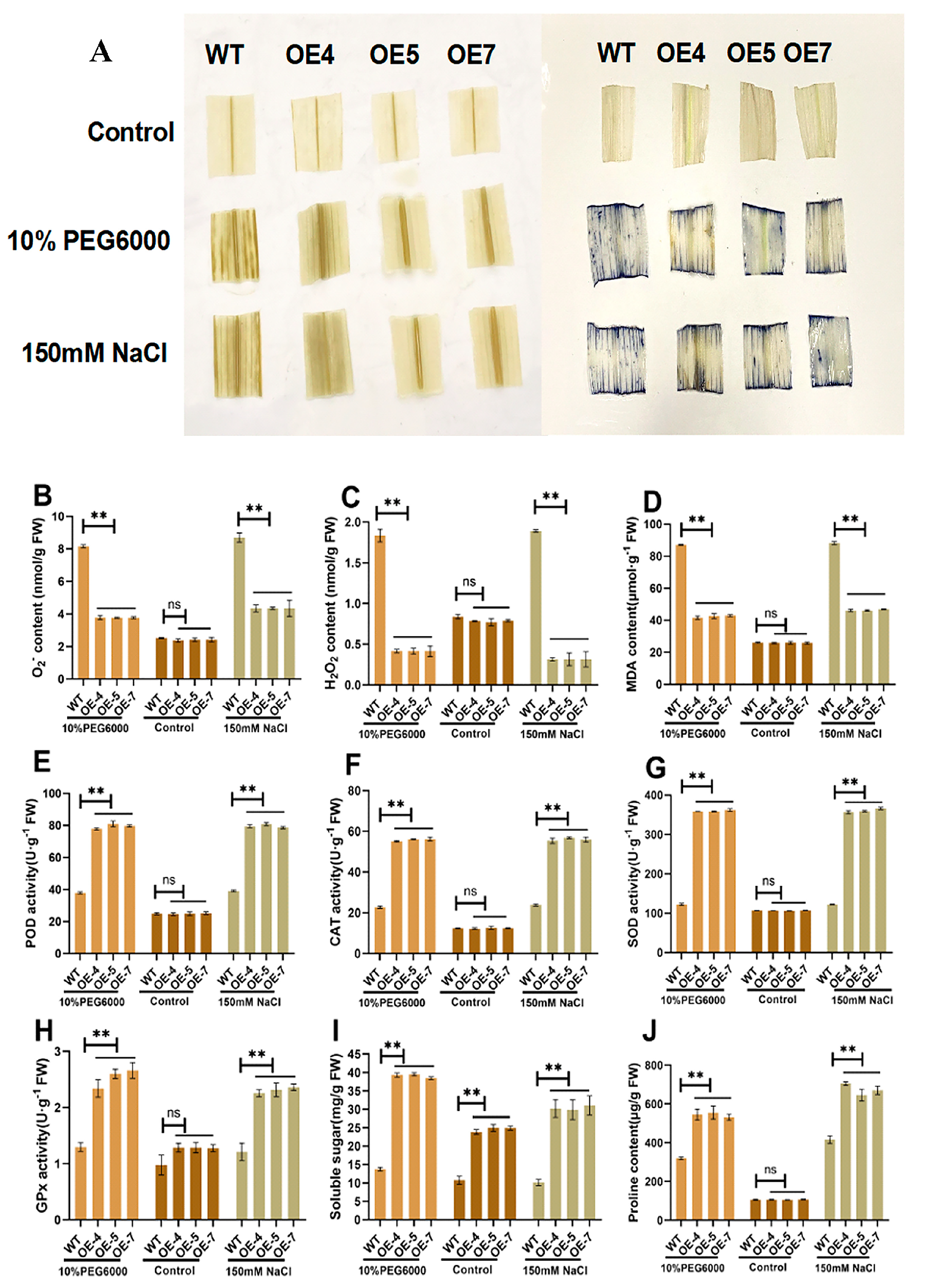 Ijms 23 13349 g005 Ijms 23 13349 g005