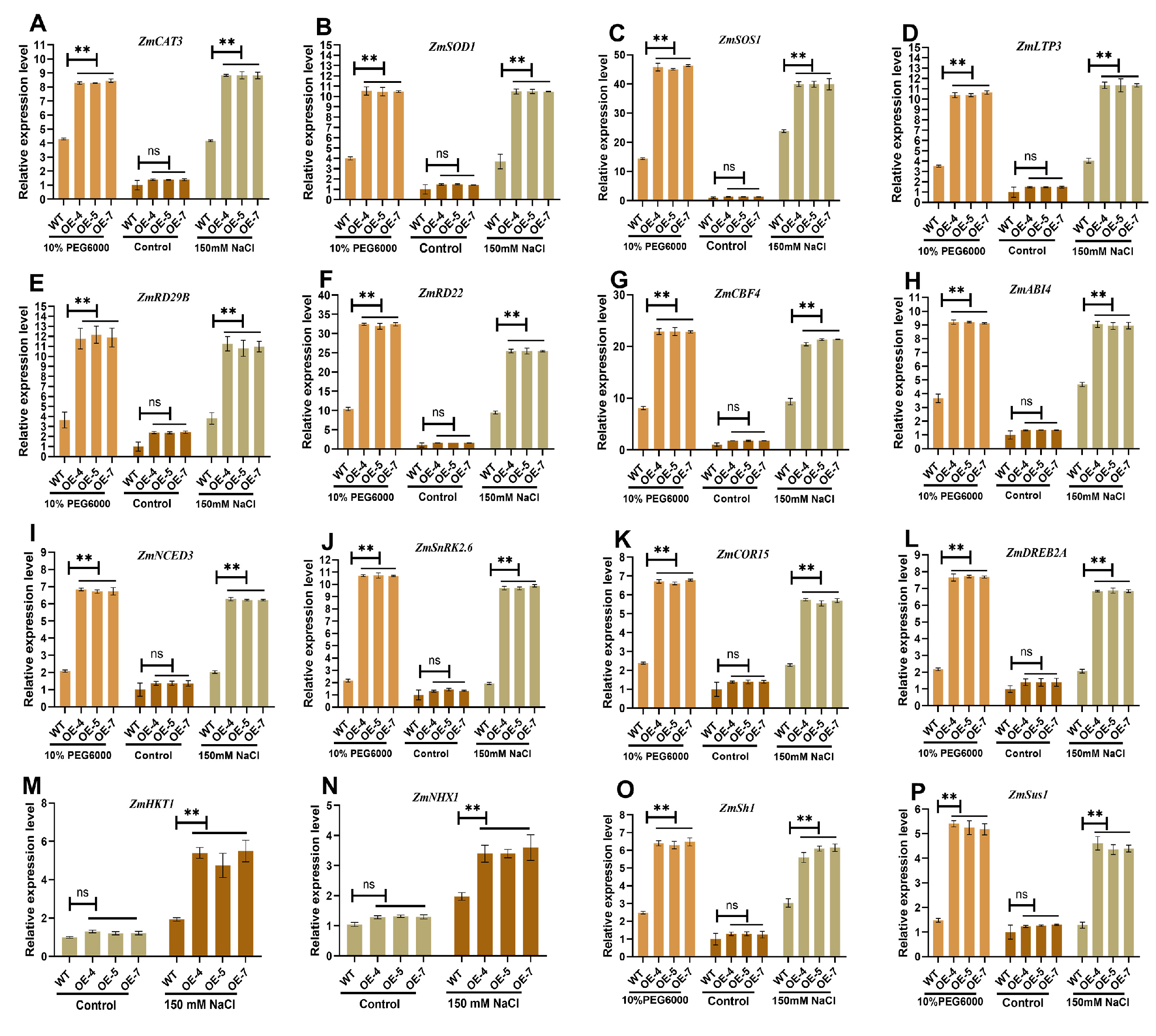 Ijms 23 13349 g006 Ijms 23 13349 g006