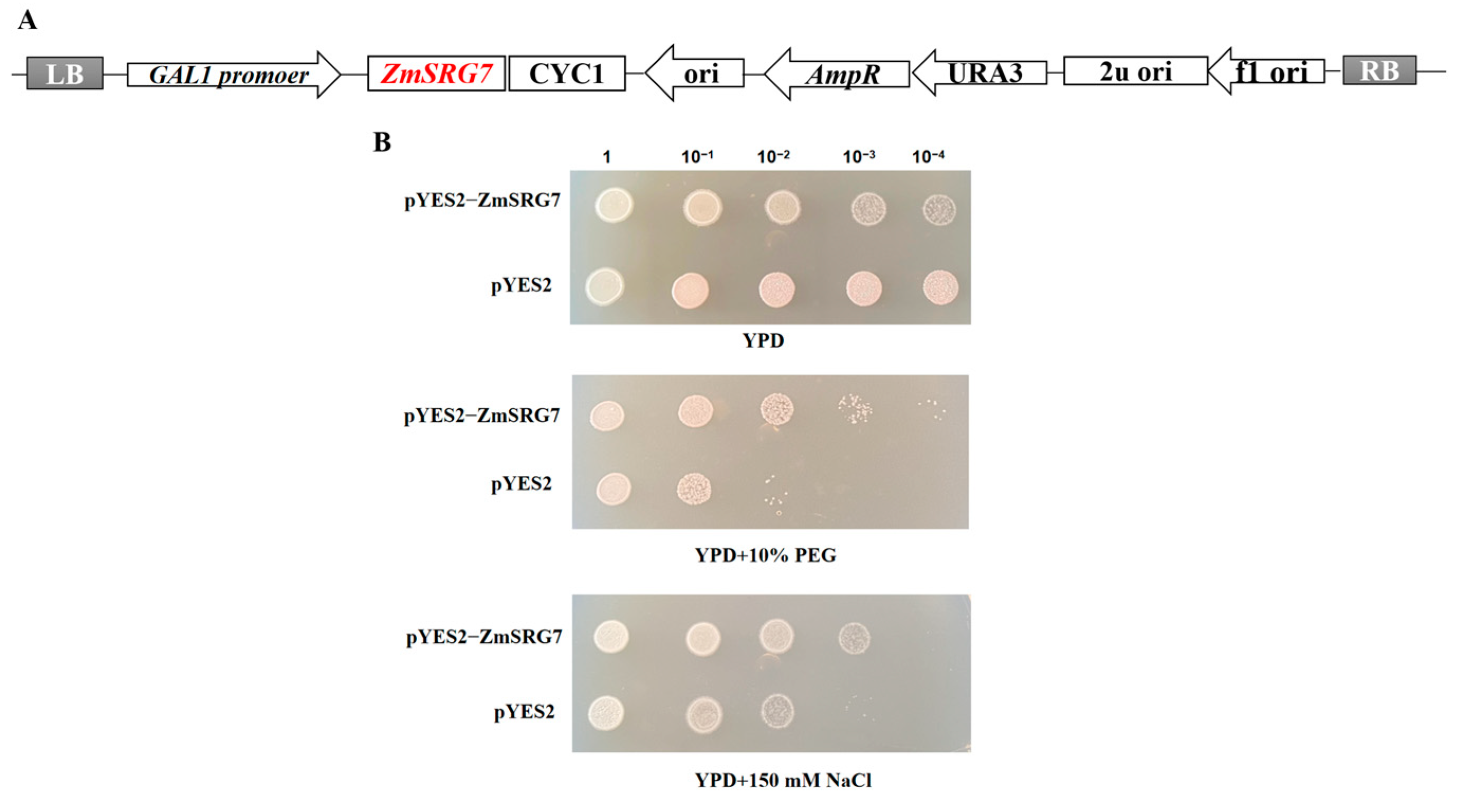 Ijms 23 13349 g007 Ijms 23 13349 g007