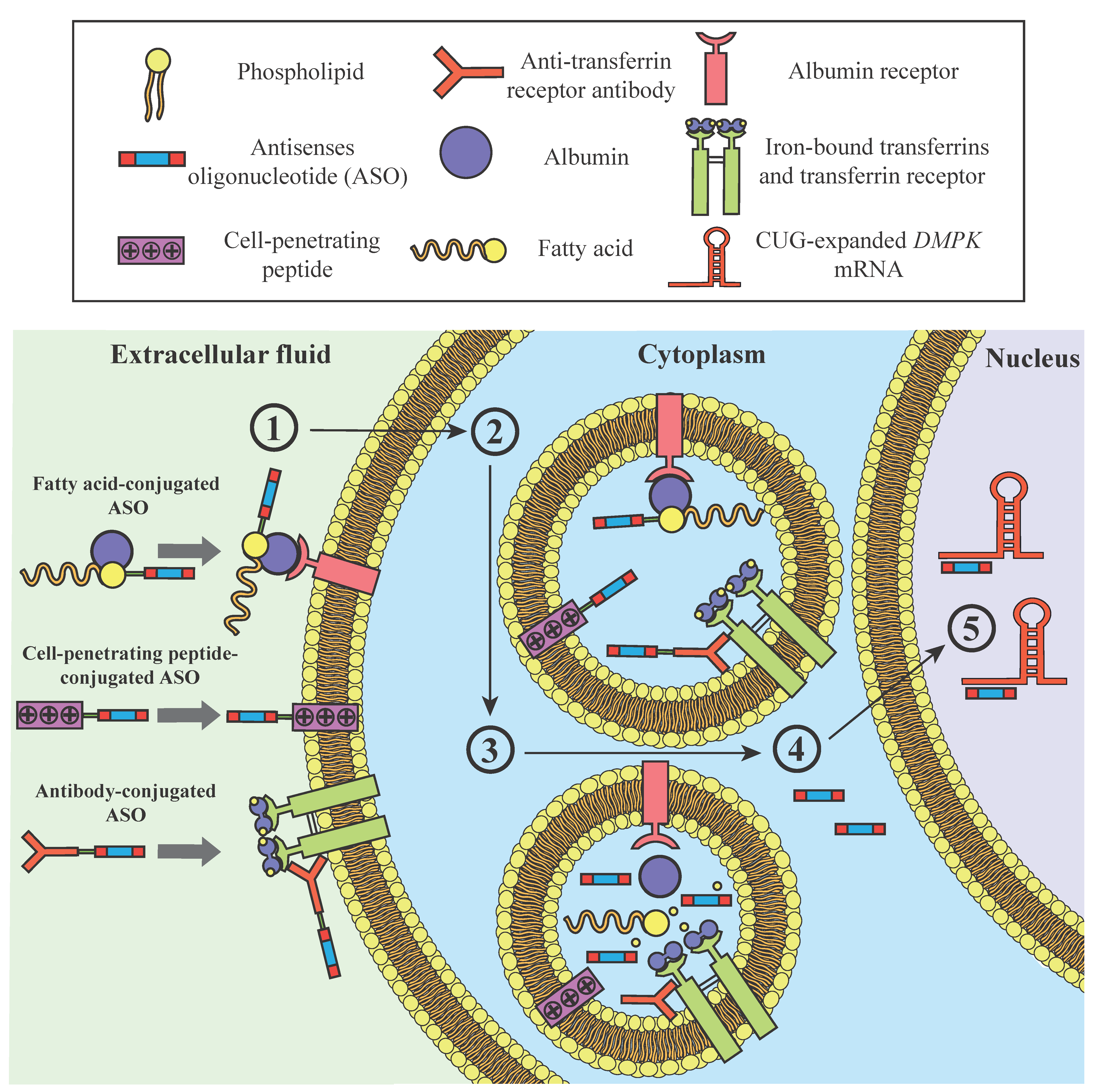 Ijms 23 13359 g002 Ijms 23 13359 g002