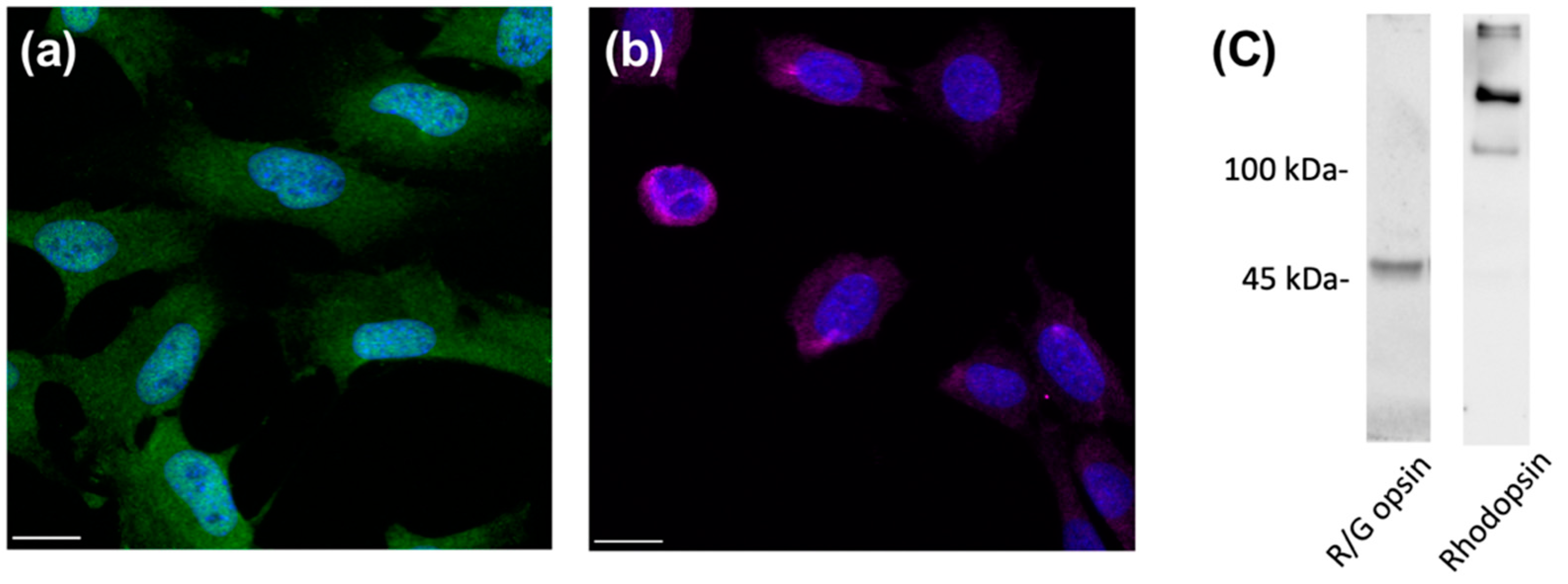 Ijms 23 13366 g001 Ijms 23 13366 g001