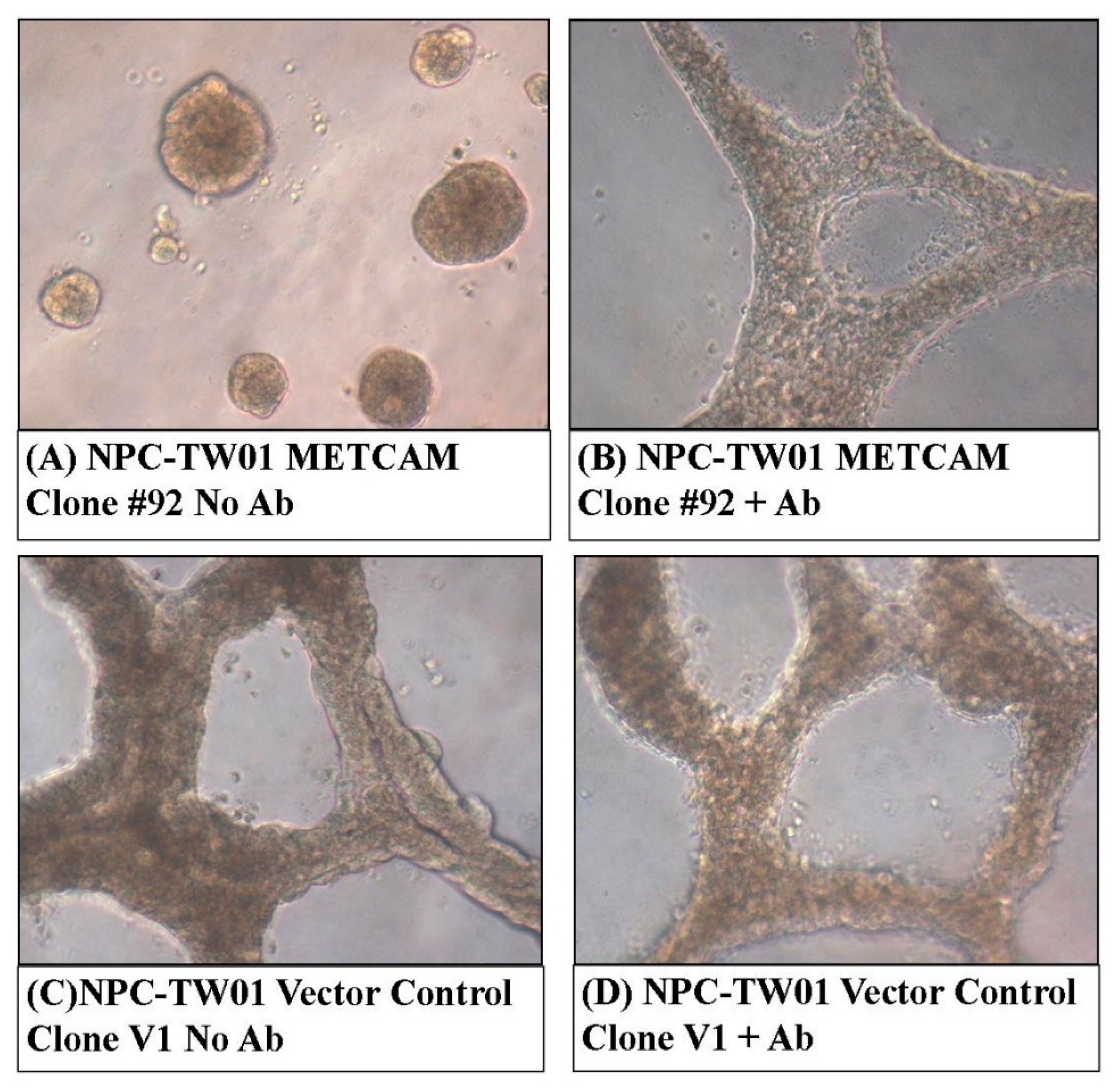 Ijms 23 13389 g004 Ijms 23 13389 g004