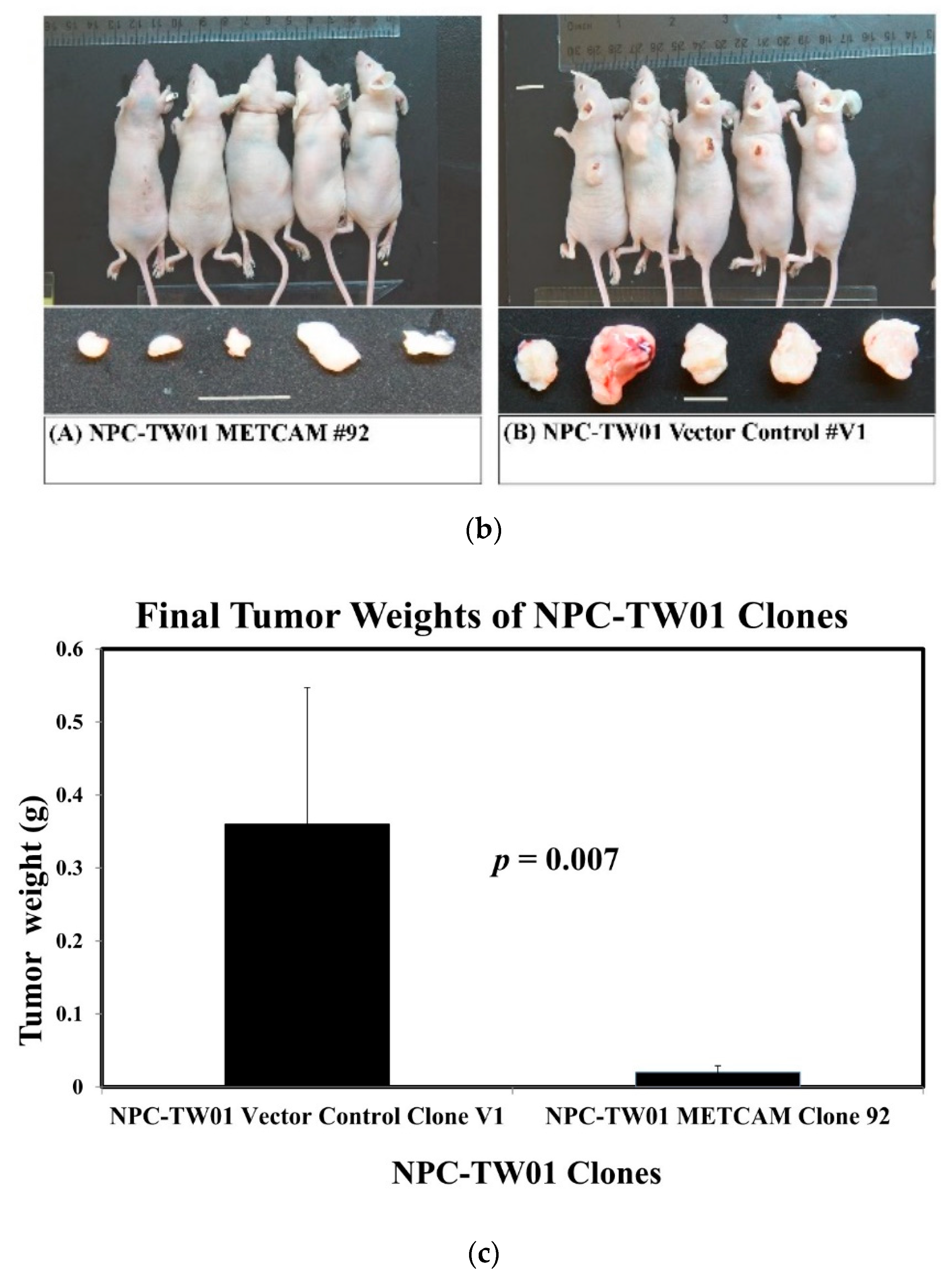 Ijms 23 13389 g005b Ijms 23 13389 g005b