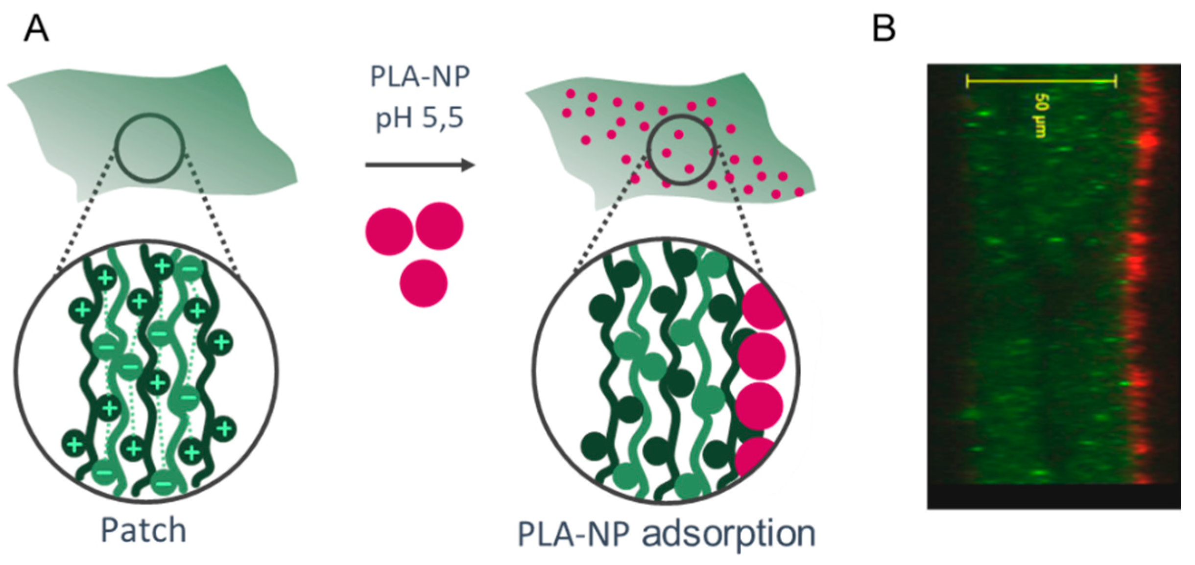 Ijms 23 13440 g001 Ijms 23 13440 g001