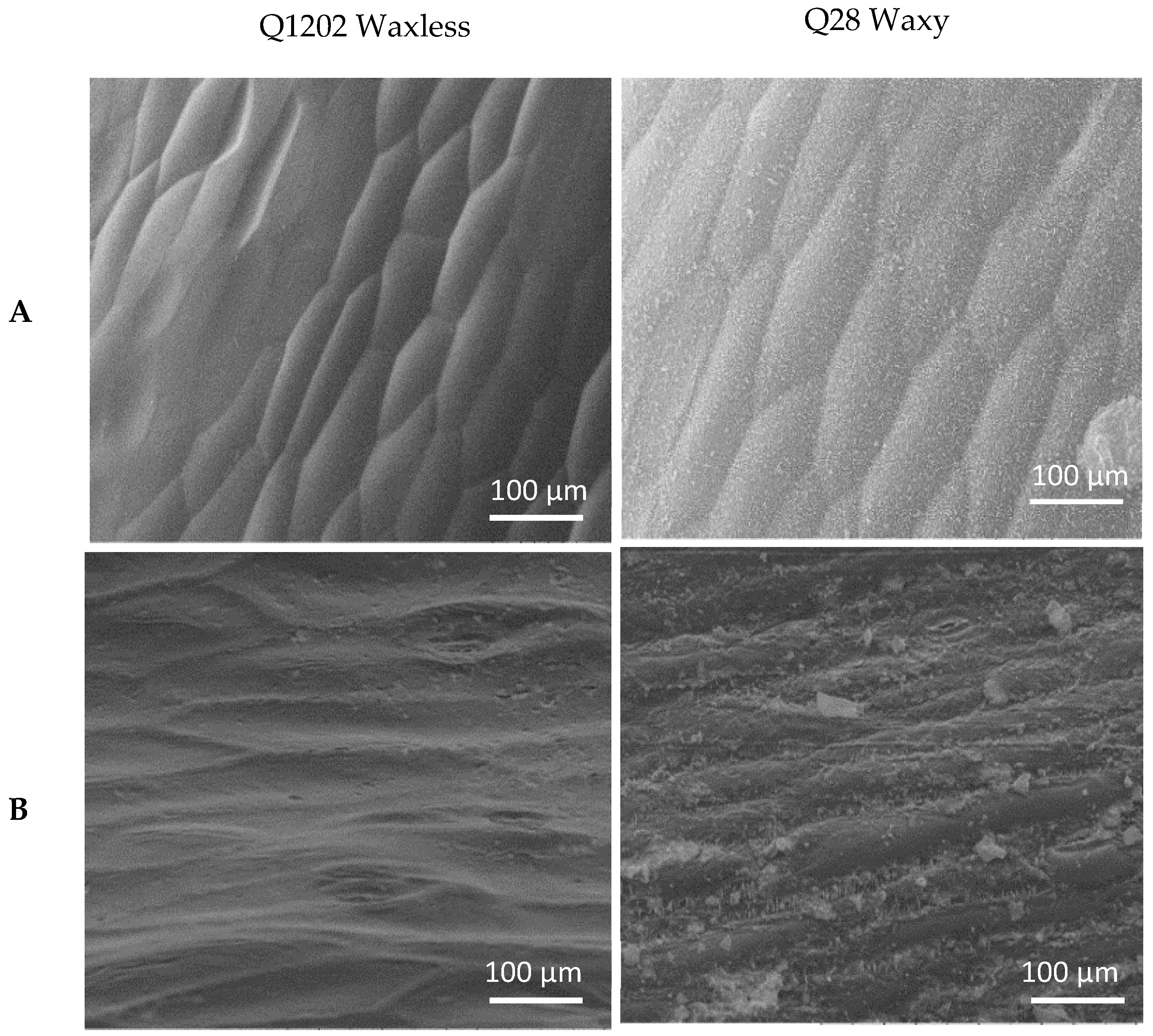 Ijms 23 13454 g002 Ijms 23 13454 g002