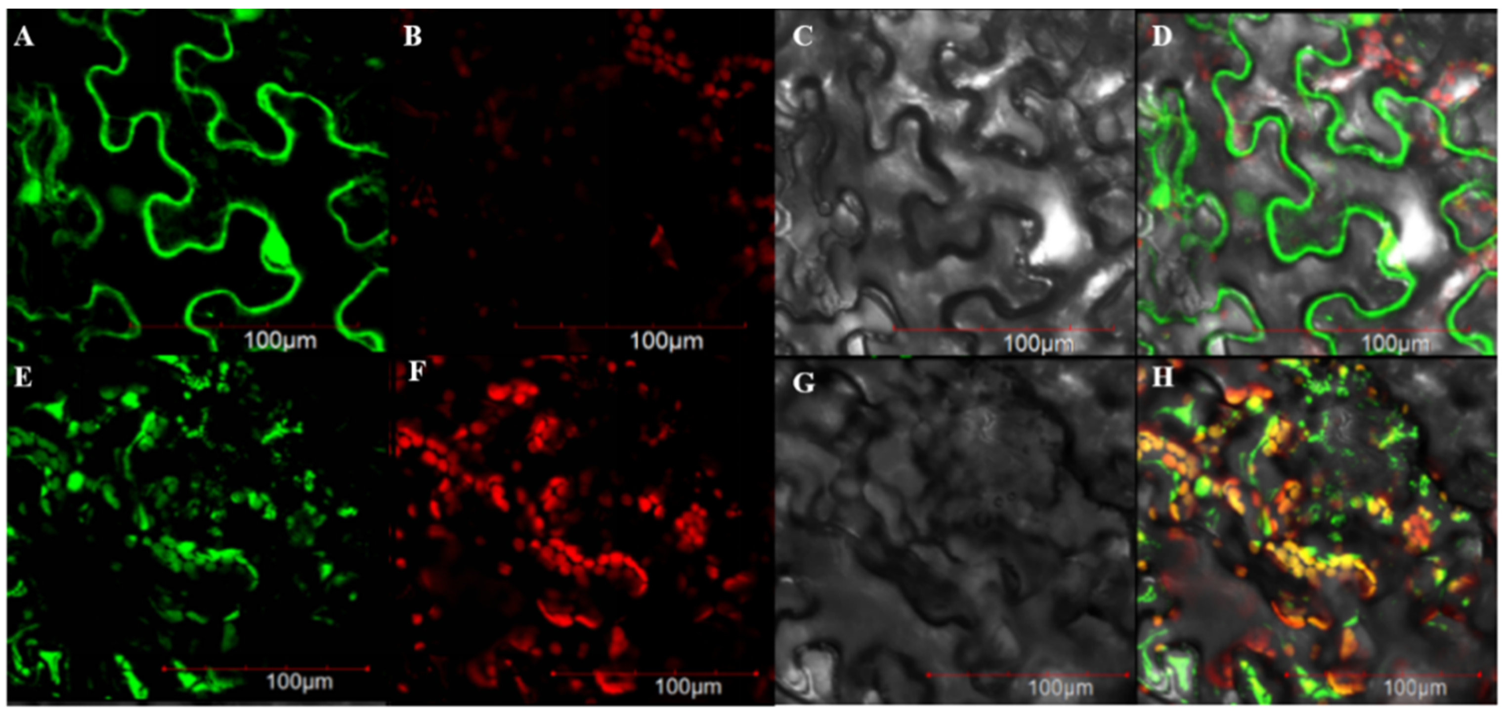 Ijms 23 13454 g004 Ijms 23 13454 g004