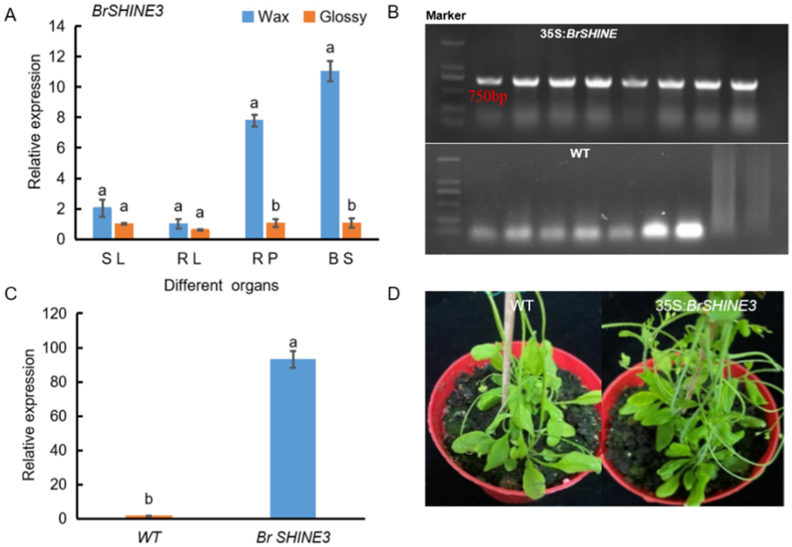 Ijms 23 13454 g005 Ijms 23 13454 g005