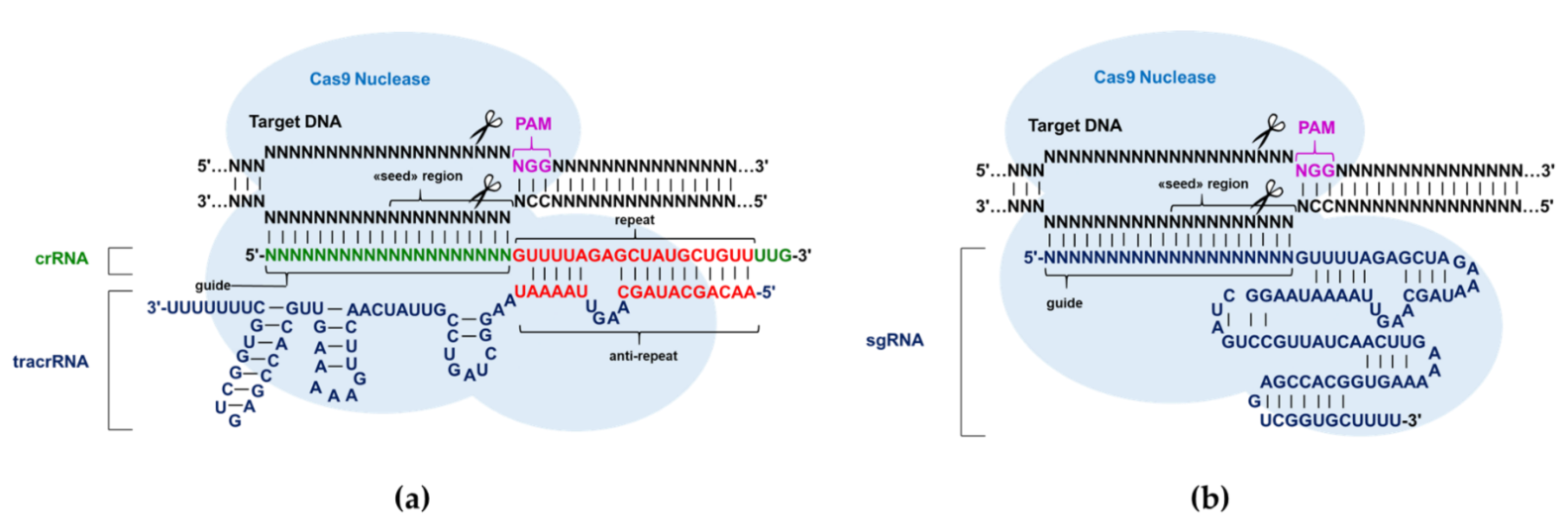 Ijms 23 13460 g001 Ijms 23 13460 g001