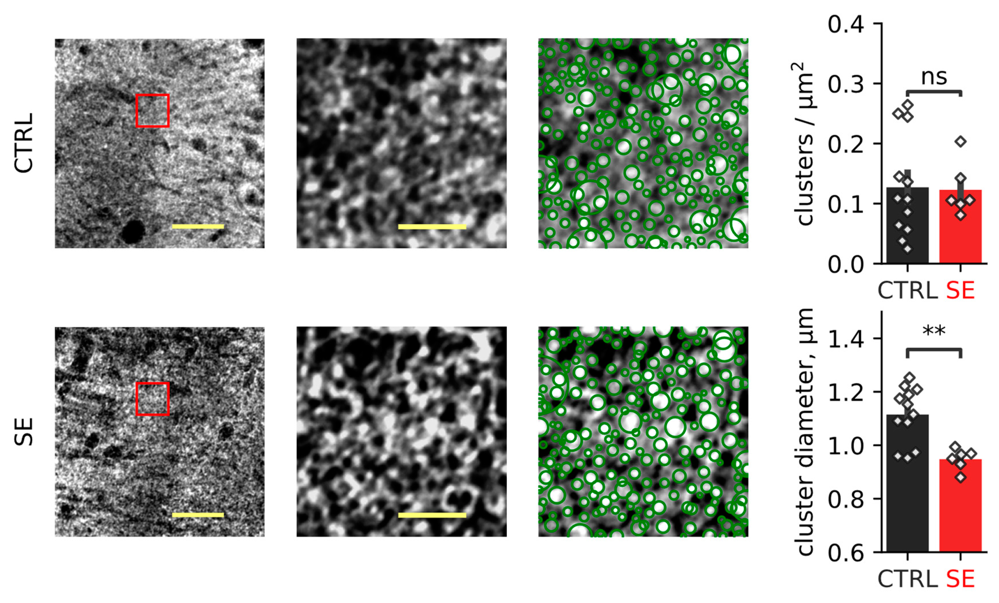 Ijms 23 13461 g009 Ijms 23 13461 g009