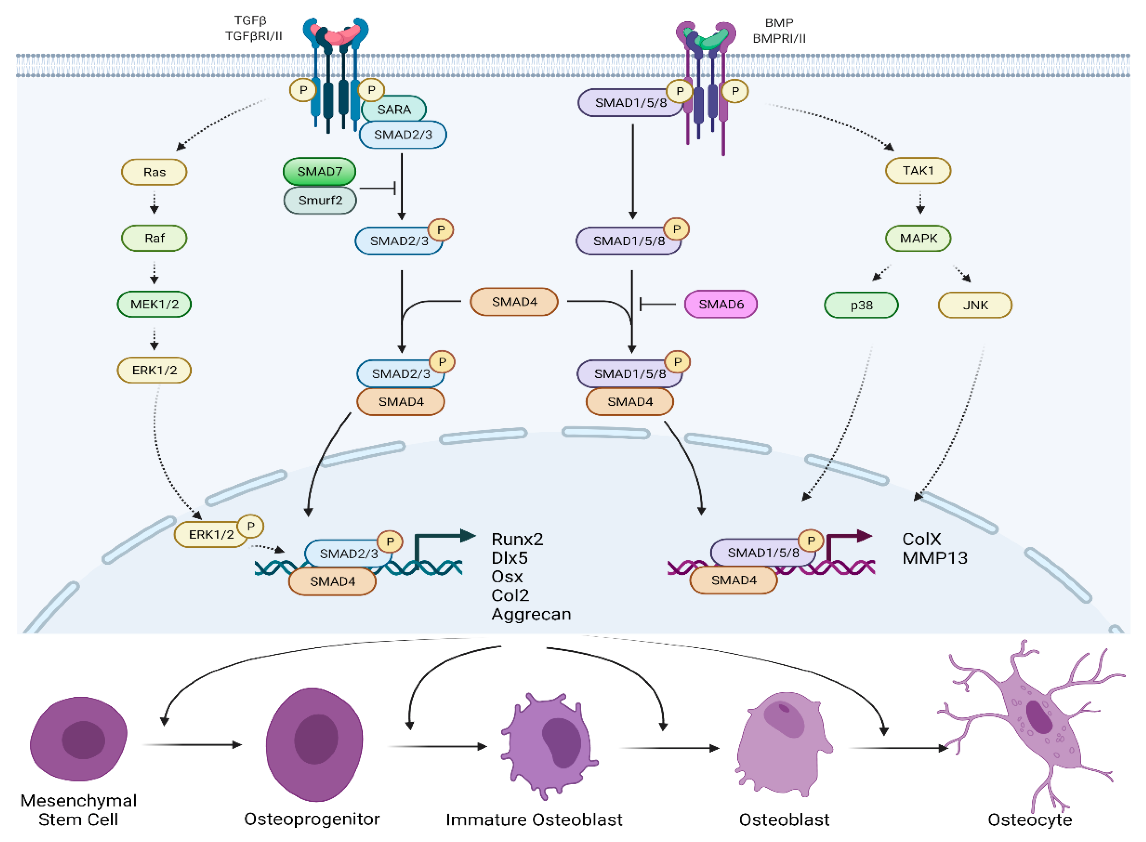 Ijms 23 13479 g004 Ijms 23 13479 g004