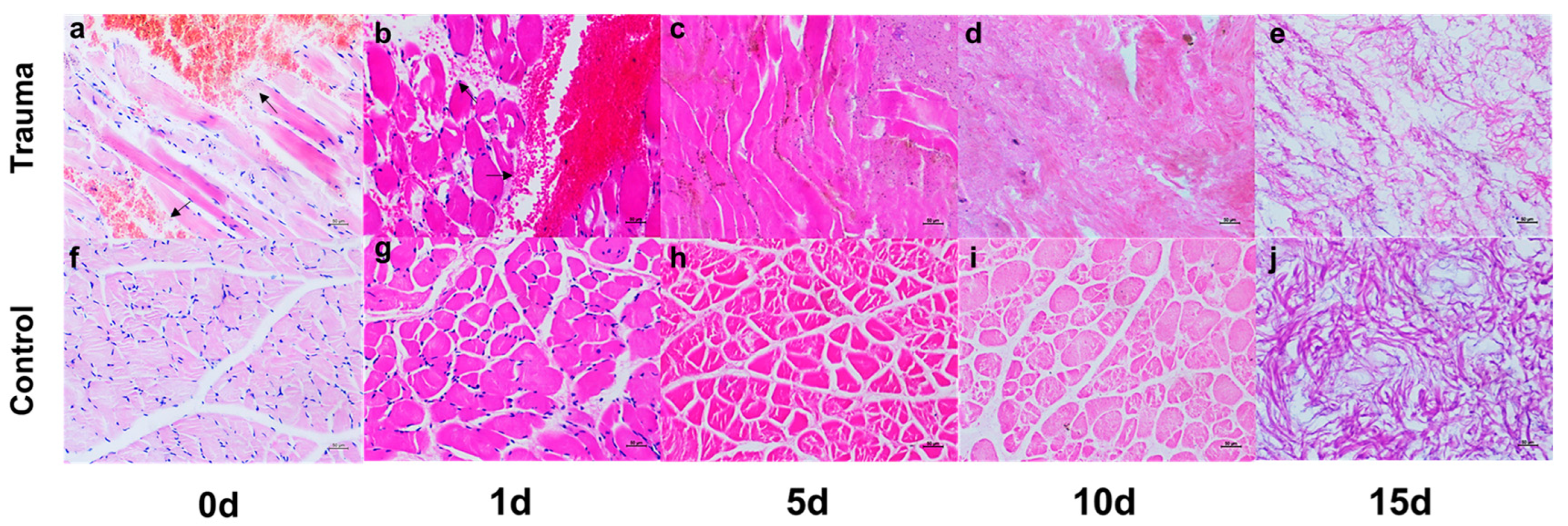 Ijms 23 13489 g001 Ijms 23 13489 g001