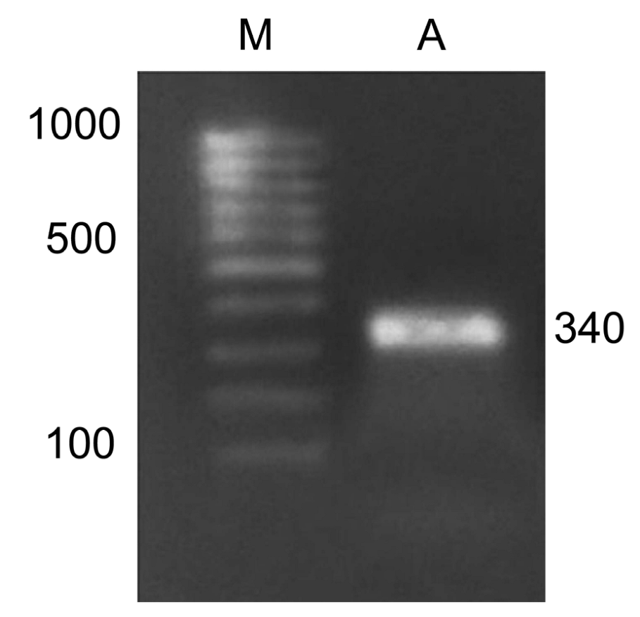 Ijms 23 13495 g006 Ijms 23 13495 g006