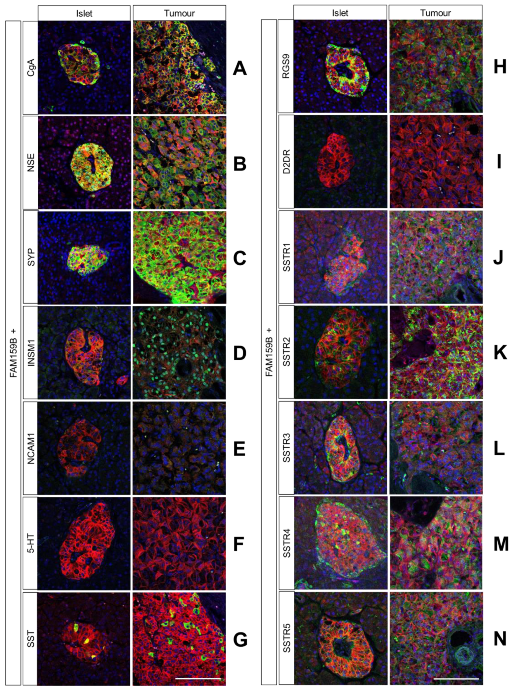 Ijms 23 13503 g005 Ijms 23 13503 g005