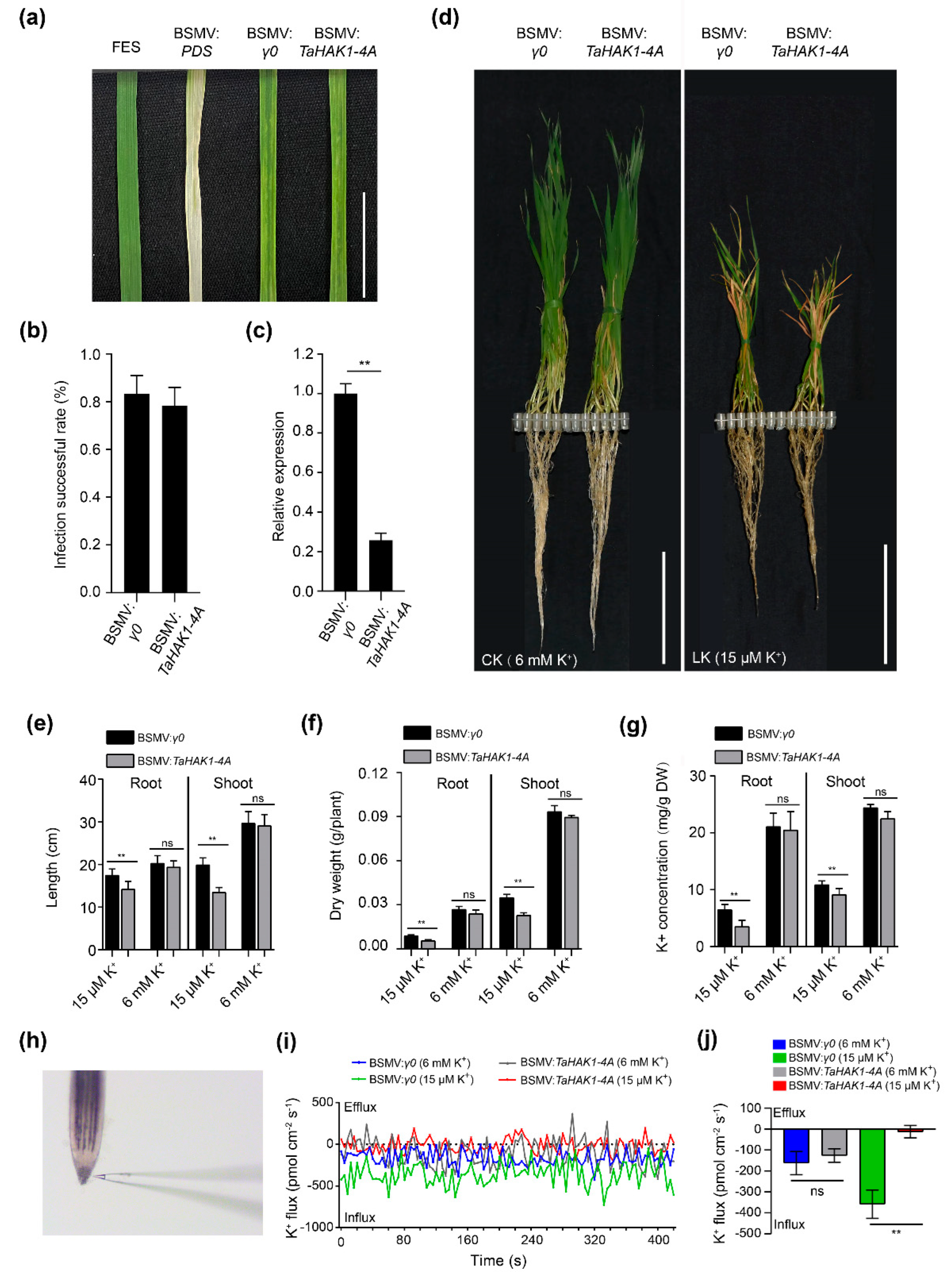 Ijms 23 13504 g008 Ijms 23 13504 g008