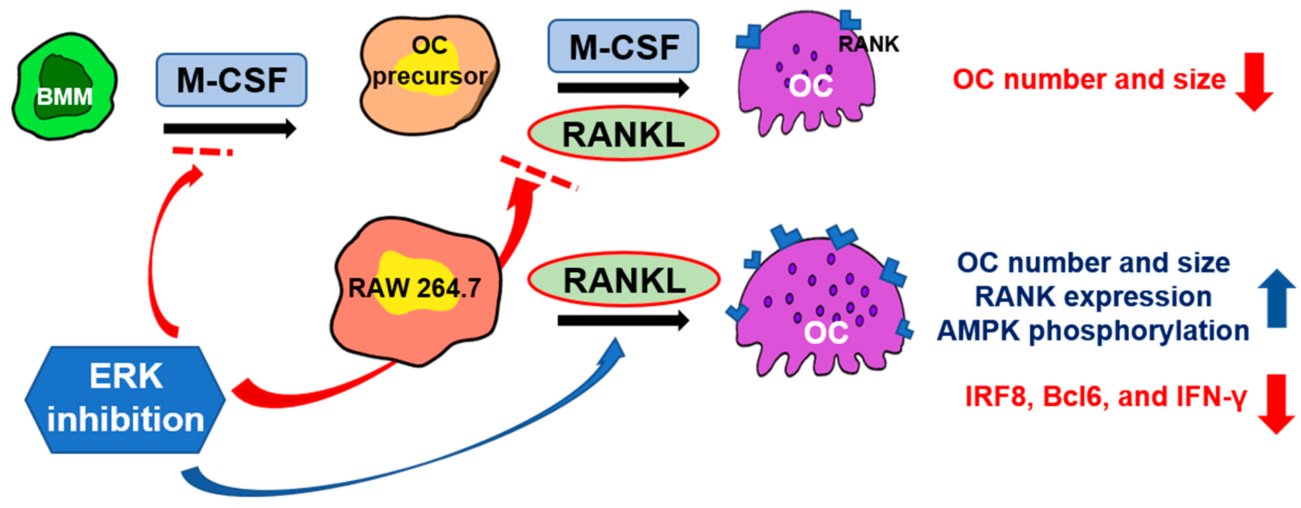 Ijms 23 13512 g007 Ijms 23 13512 g007