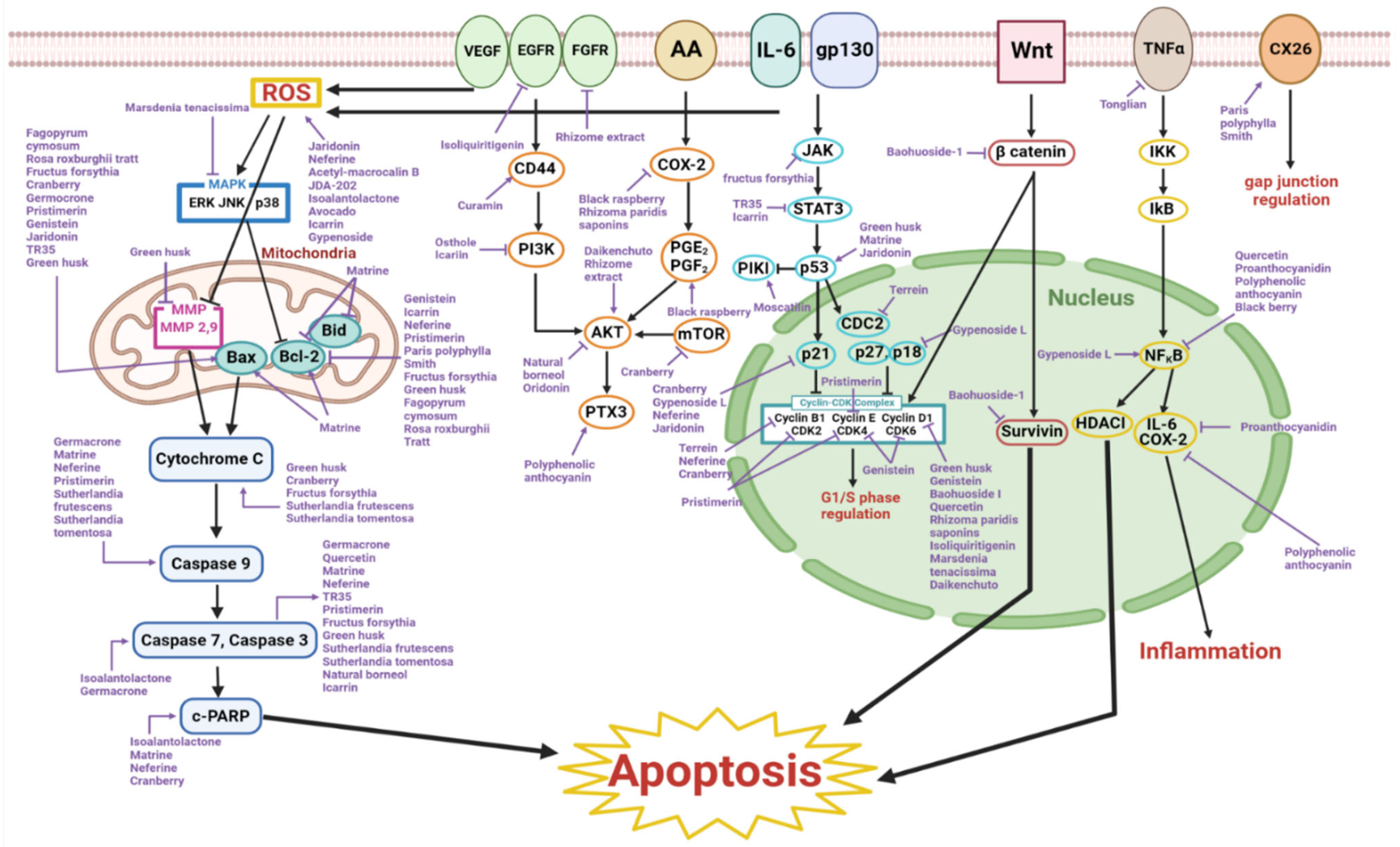 Ijms 23 13558 g001 Ijms 23 13558 g001