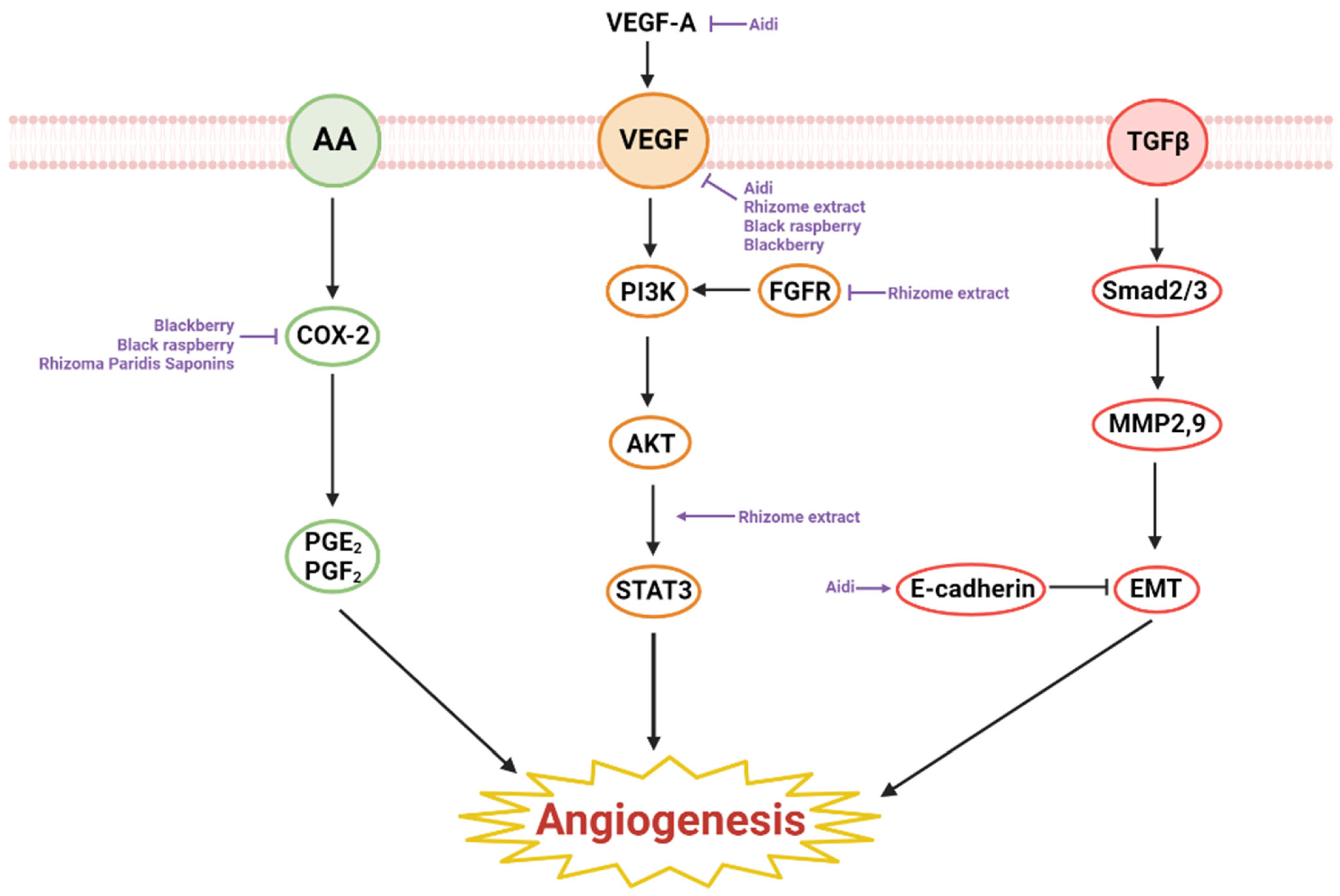 Ijms 23 13558 g002 Ijms 23 13558 g002