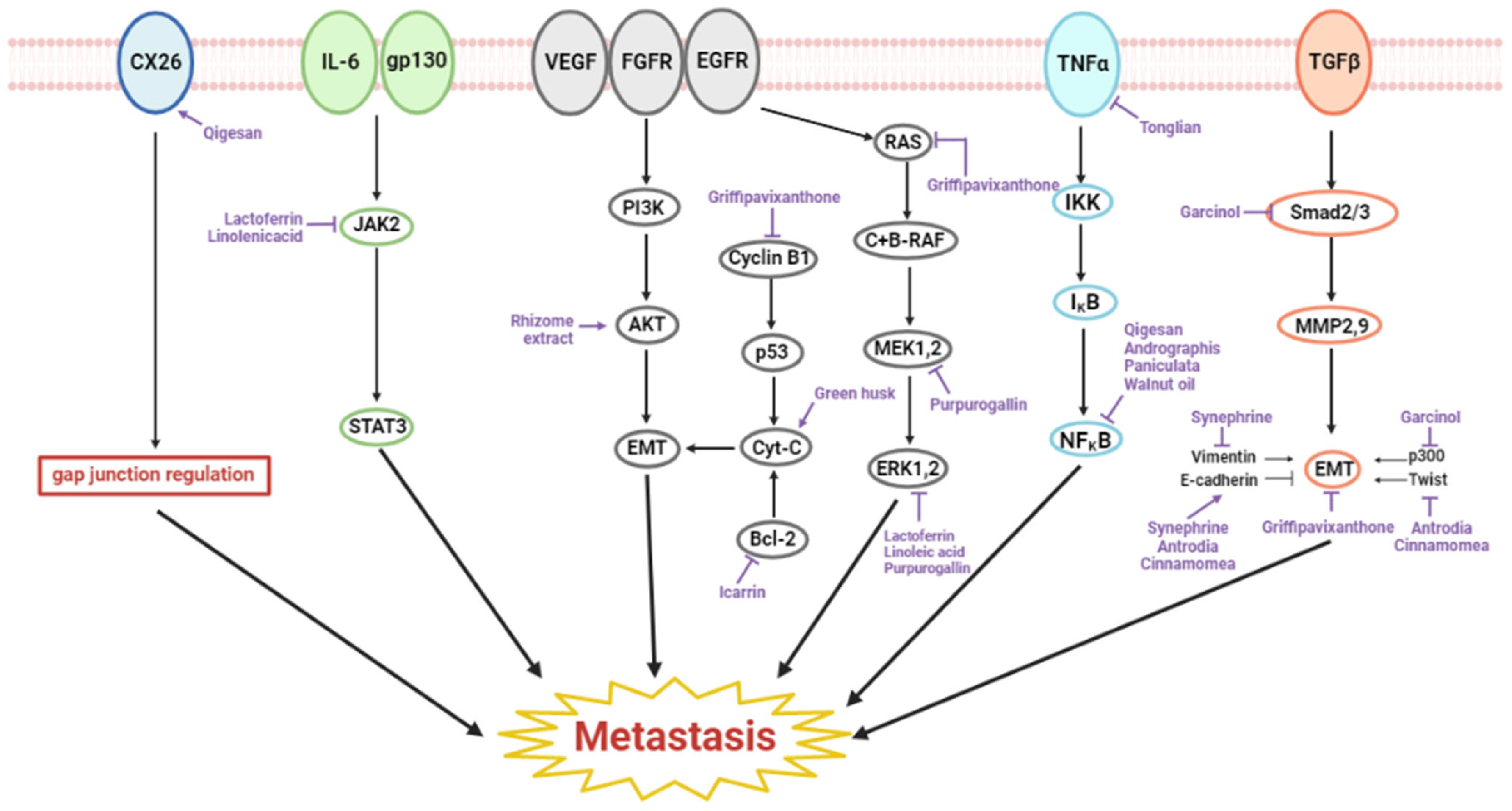 Ijms 23 13558 g003 Ijms 23 13558 g003