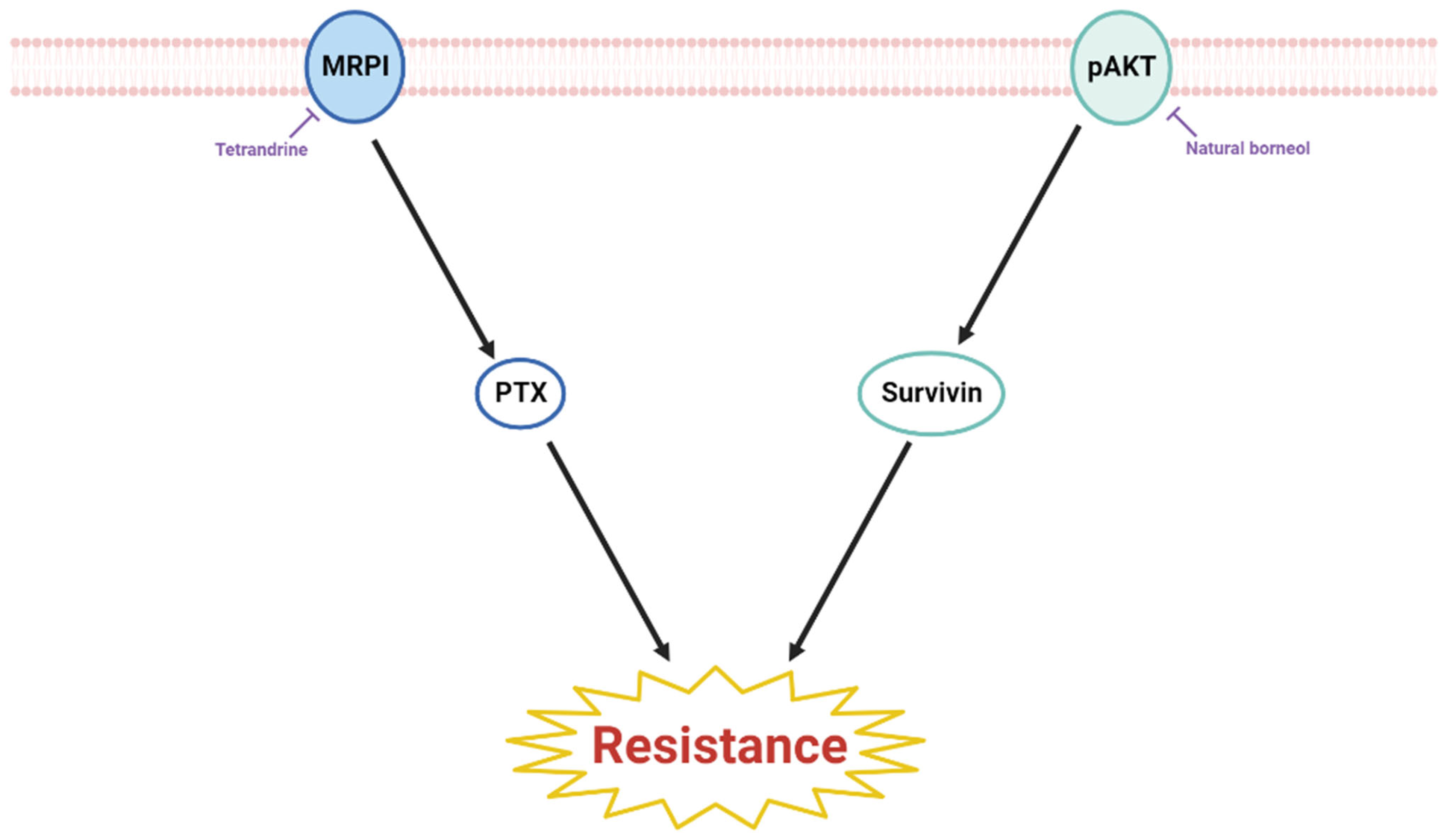 Ijms 23 13558 g004 Ijms 23 13558 g004