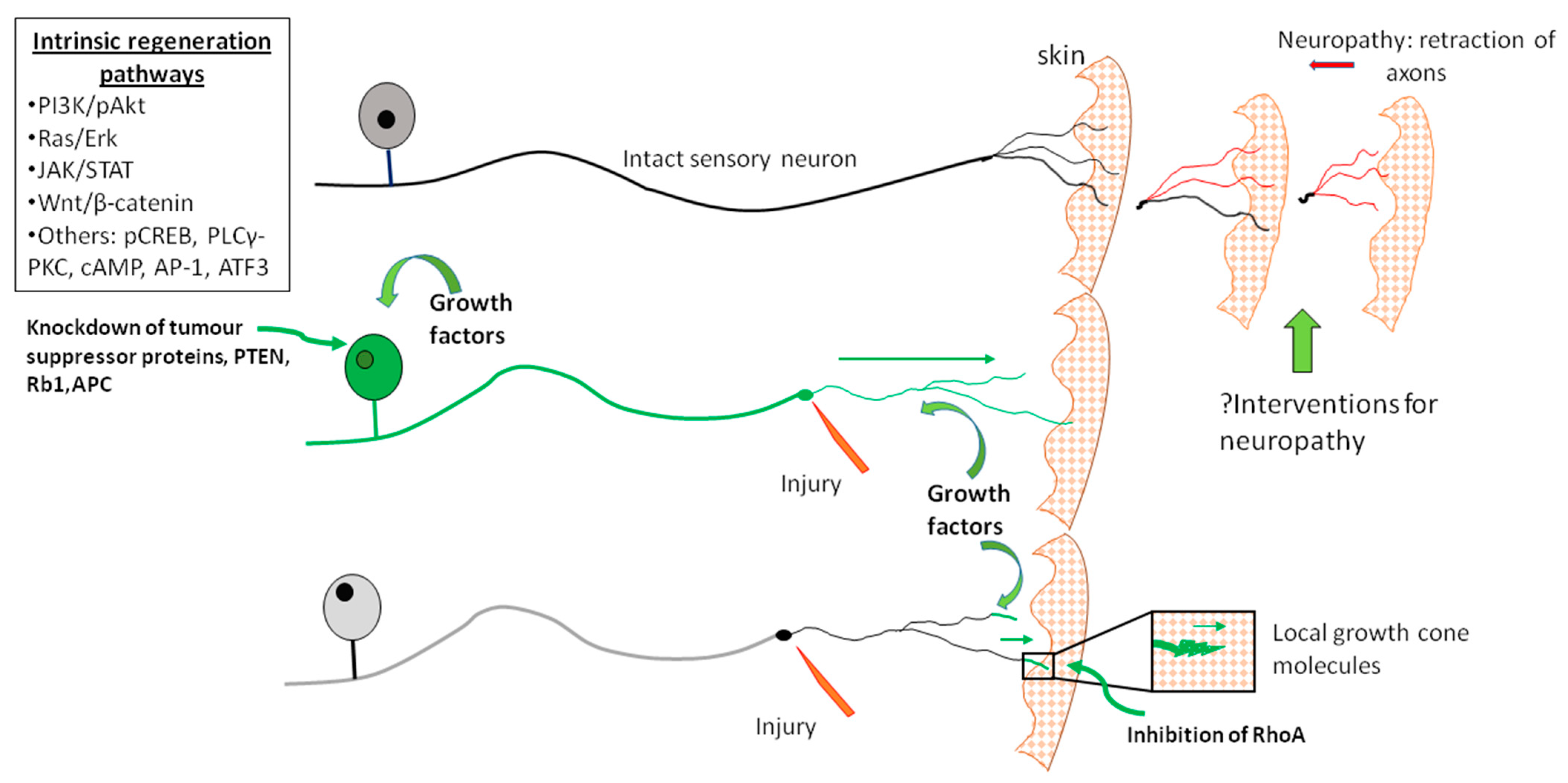 Ijms 23 13566 g001 Ijms 23 13566 g001