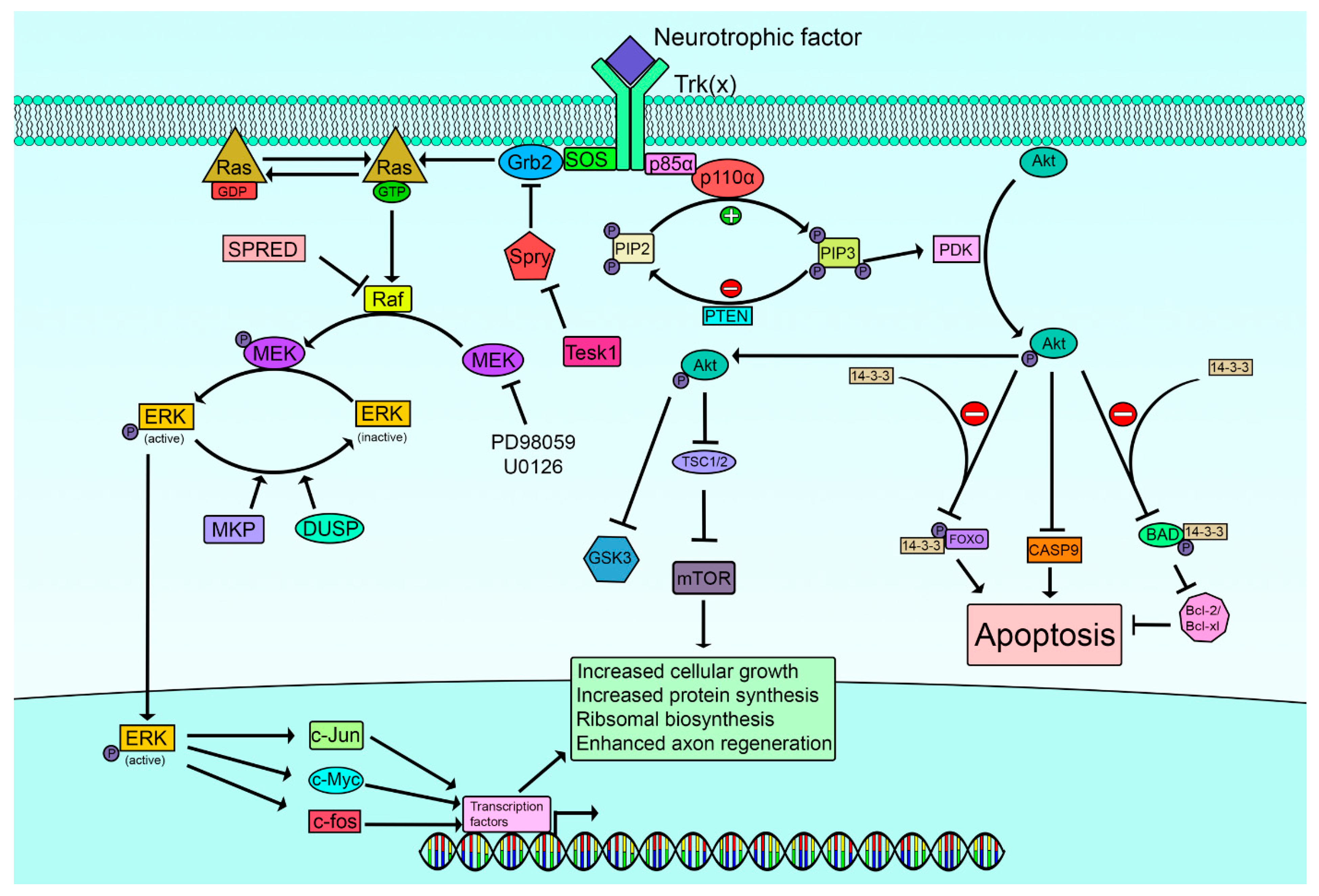 Ijms 23 13566 g002 Ijms 23 13566 g002