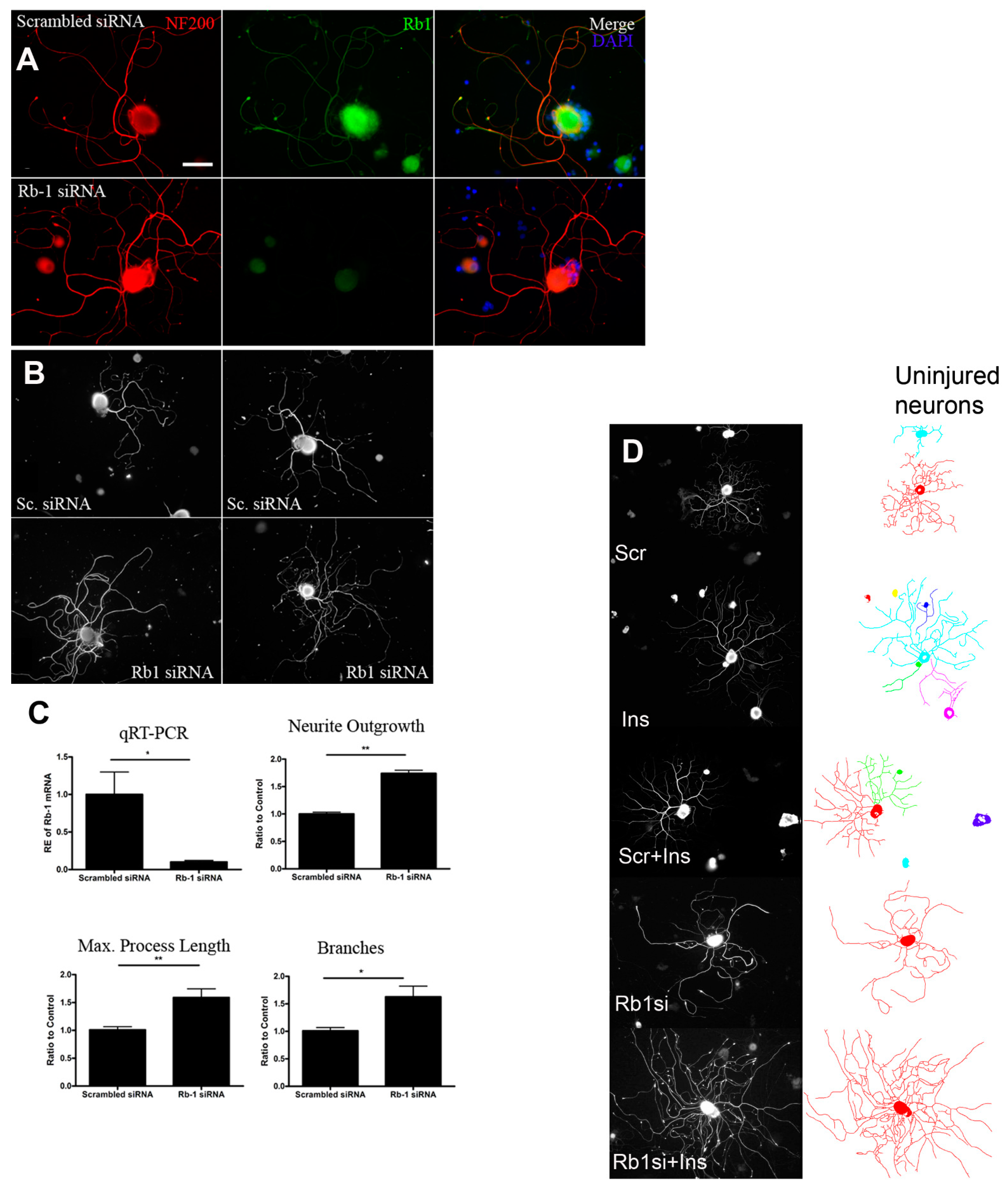 Ijms 23 13566 g005 Ijms 23 13566 g005