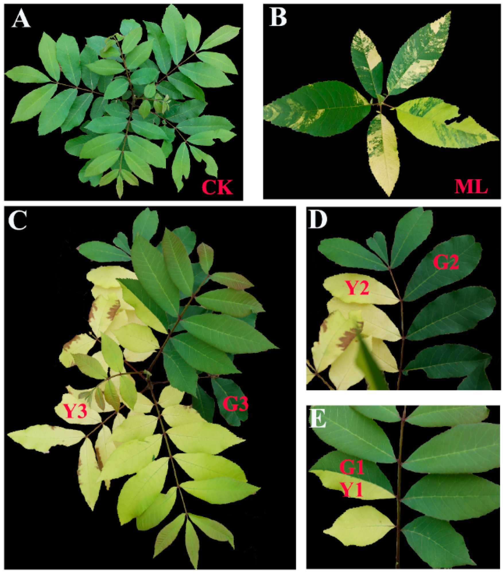 Ijms 23 13576 g001 Ijms 23 13576 g001