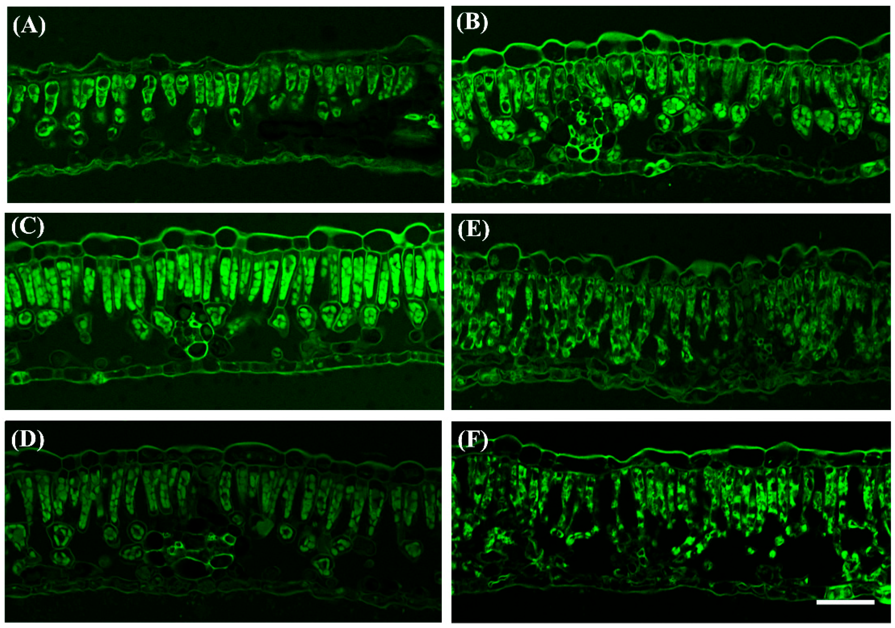 Ijms 23 13576 g002 Ijms 23 13576 g002