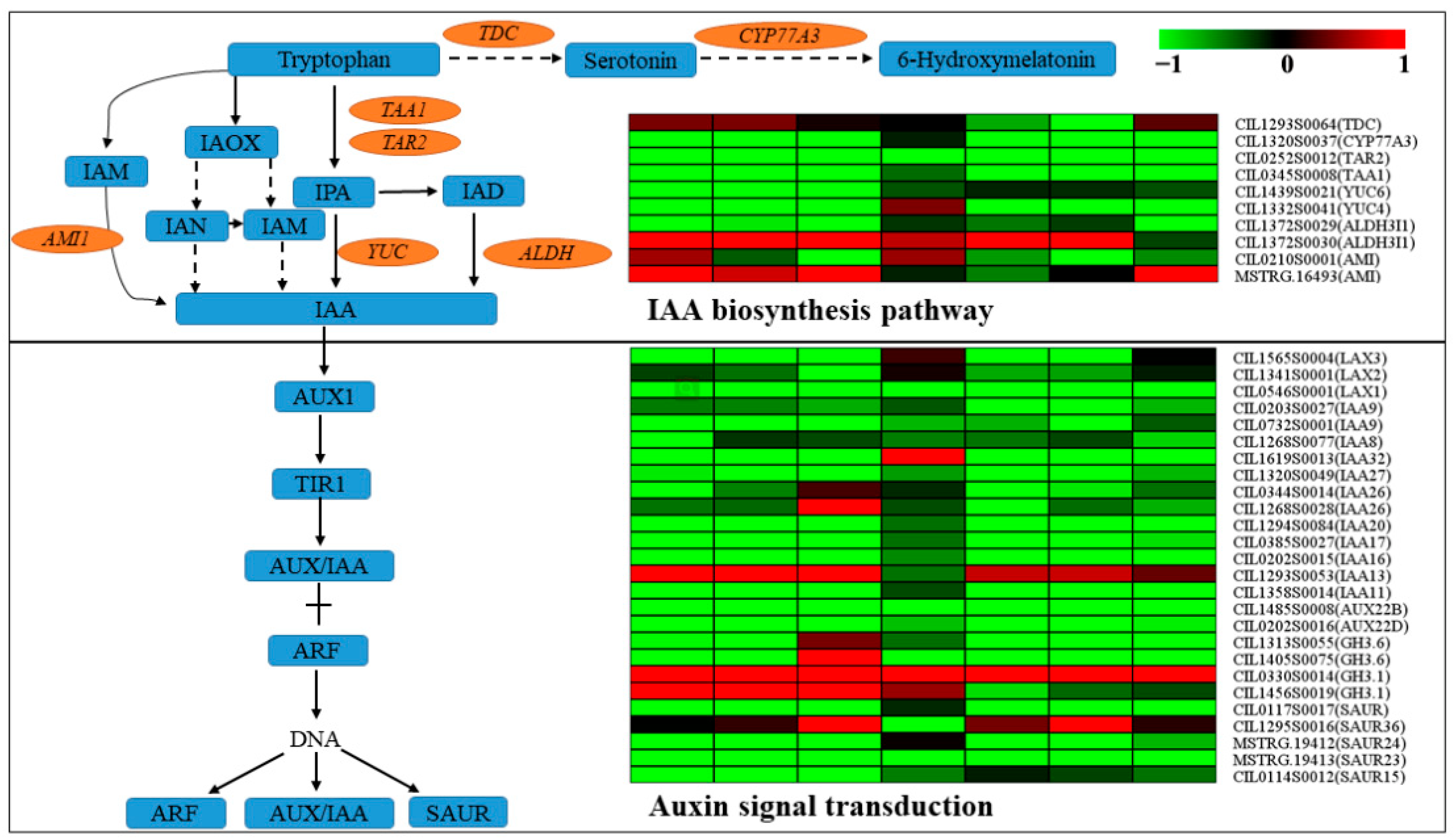 Ijms 23 13576 g008 Ijms 23 13576 g008