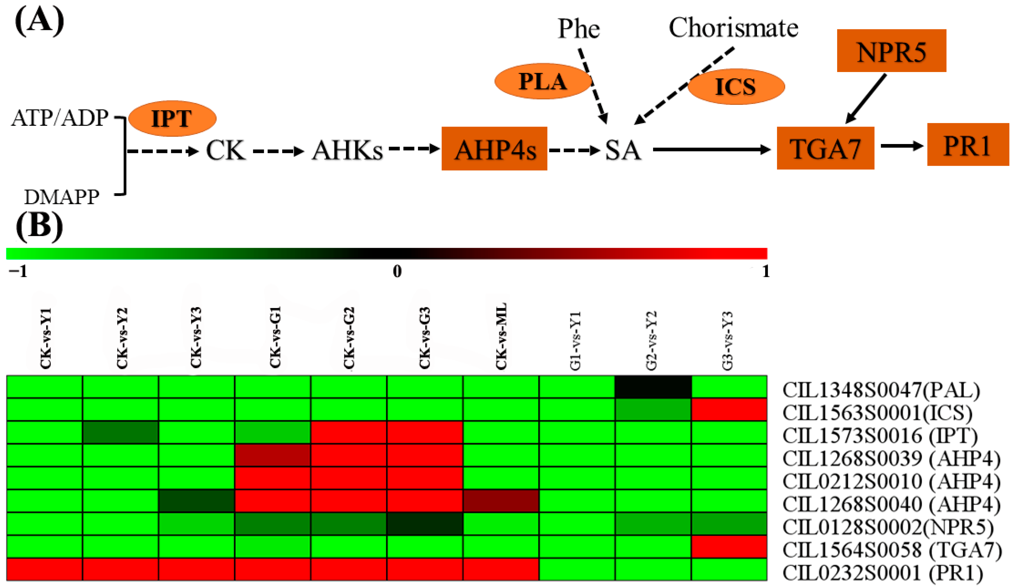 Ijms 23 13576 g010 Ijms 23 13576 g010