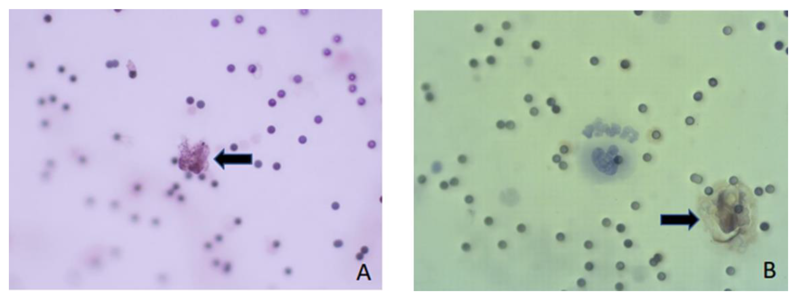 Ijms 23 13582 g003 Ijms 23 13582 g003