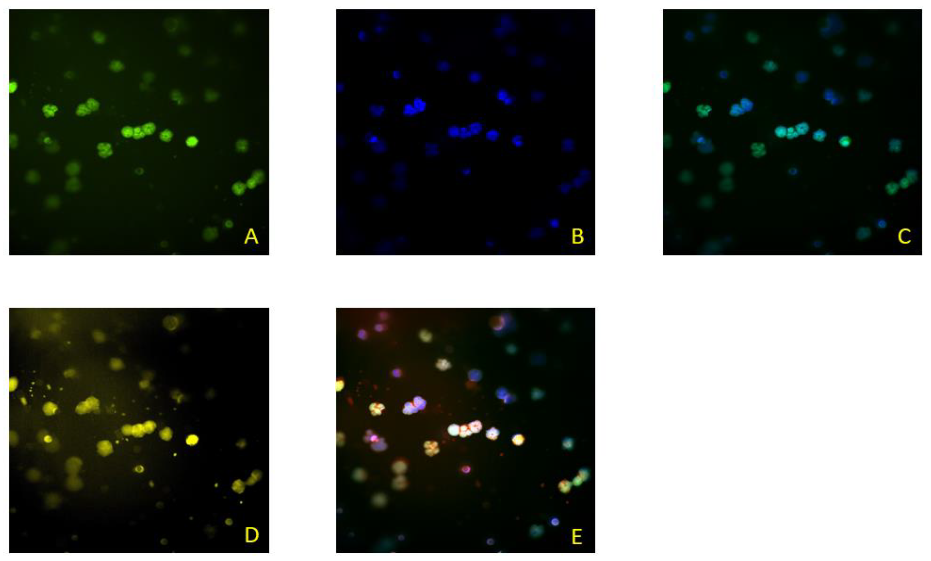 Ijms 23 13582 g004 Ijms 23 13582 g004