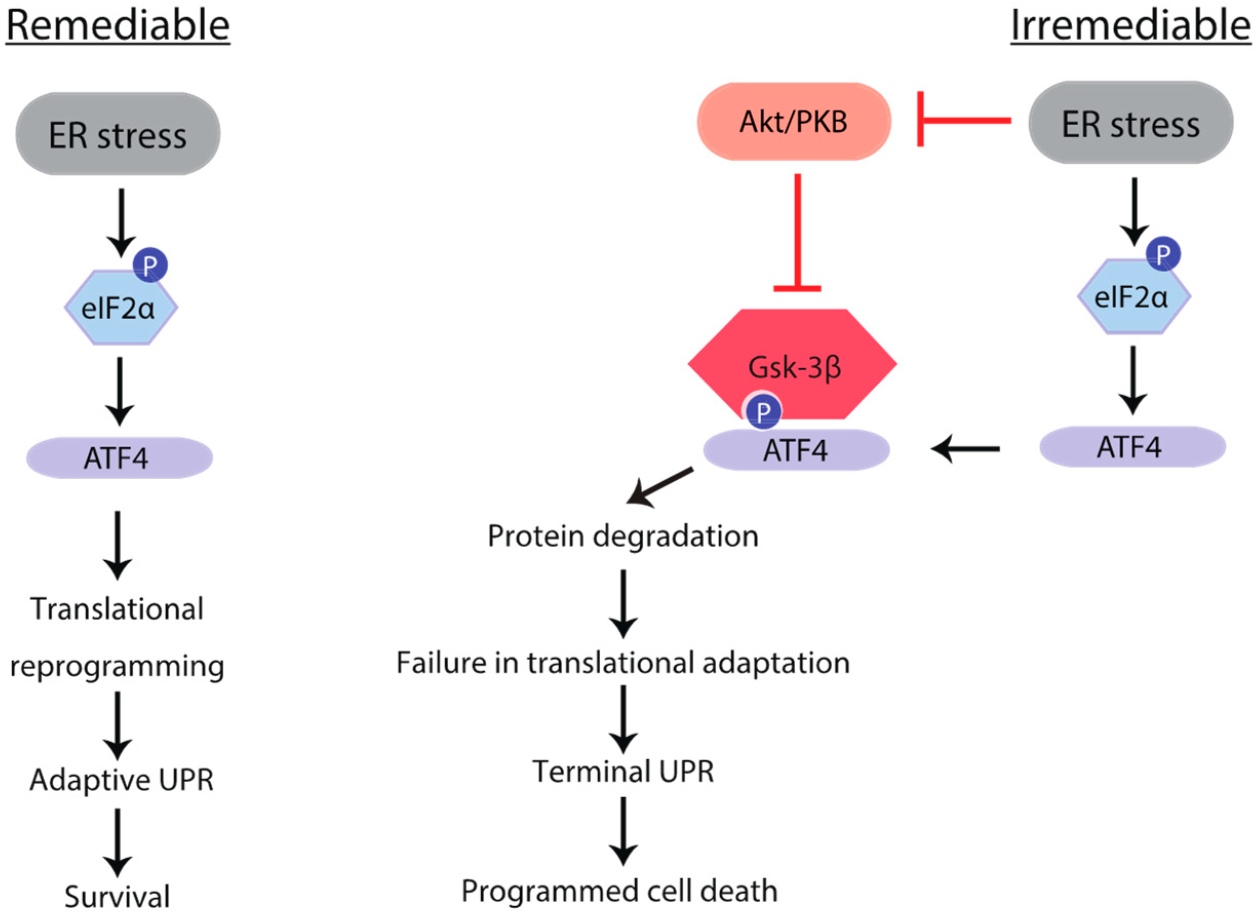 Ijms 23 13586 g007 Ijms 23 13586 g007