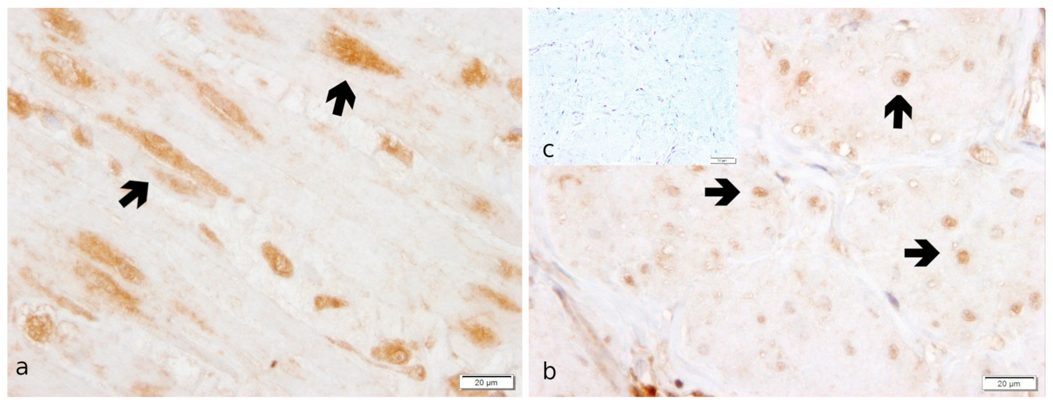 Ijms 23 13601 g003 Ijms 23 13601 g003