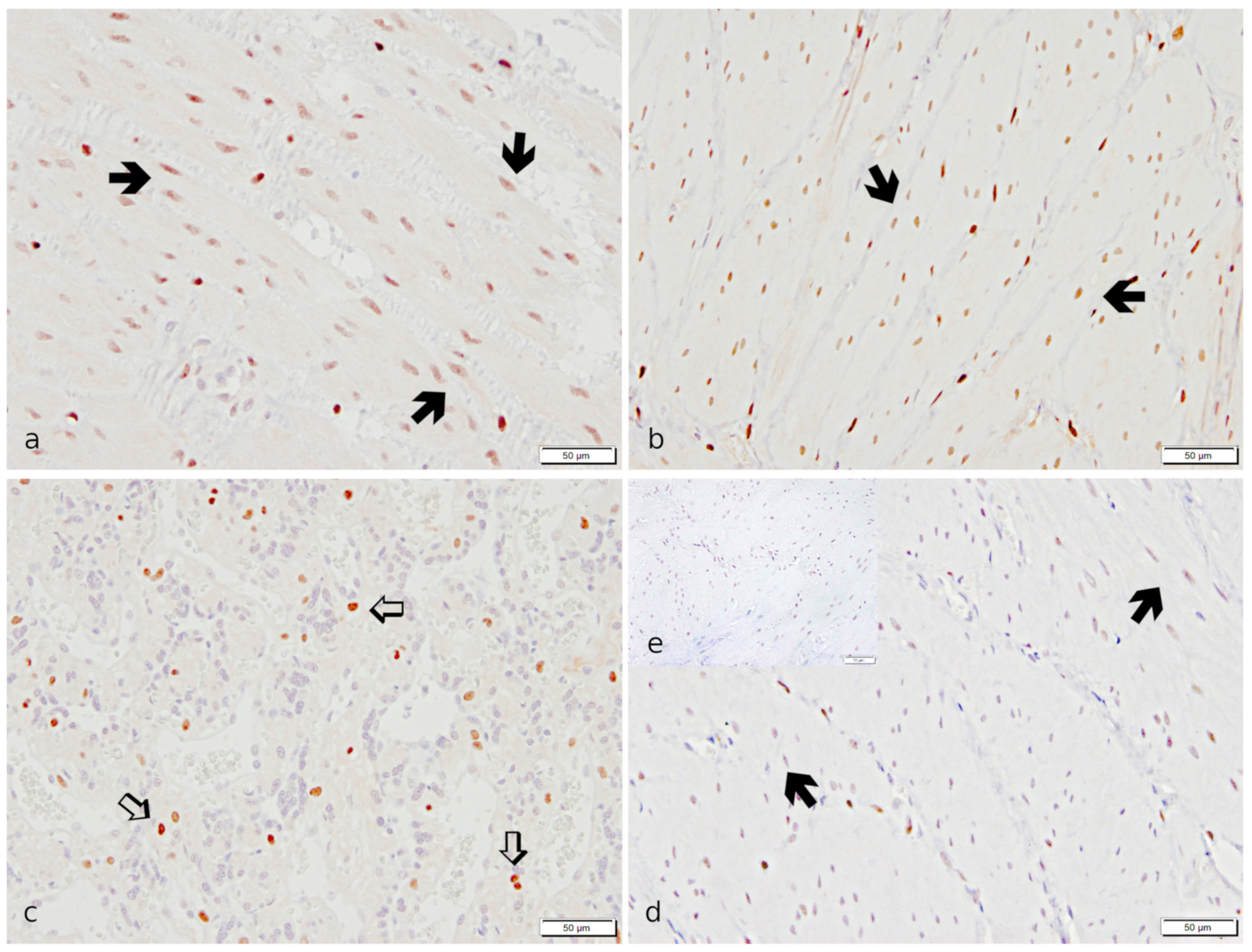 Ijms 23 13601 g006 Ijms 23 13601 g006