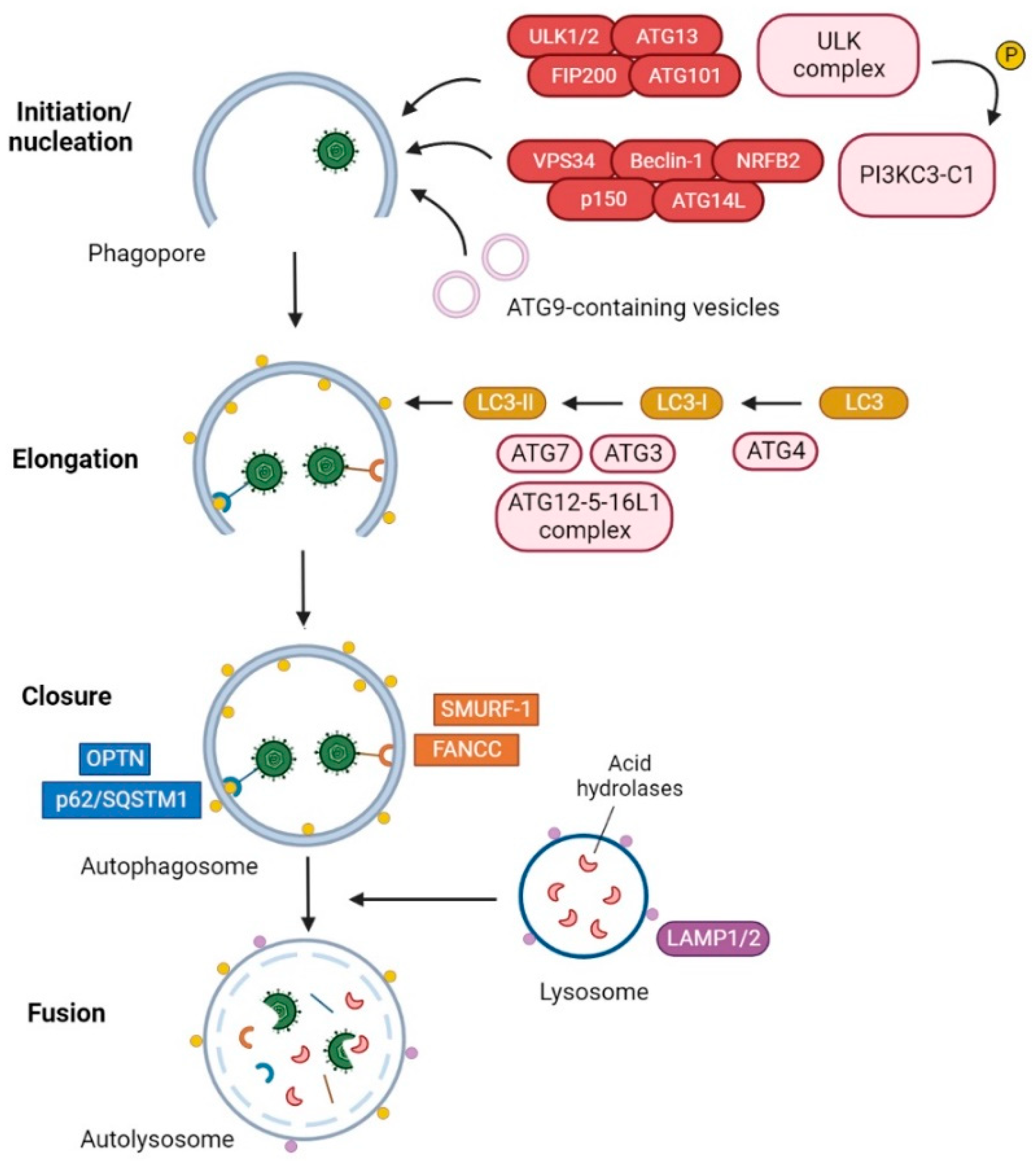 Ijms 23 13643 g001 Ijms 23 13643 g001